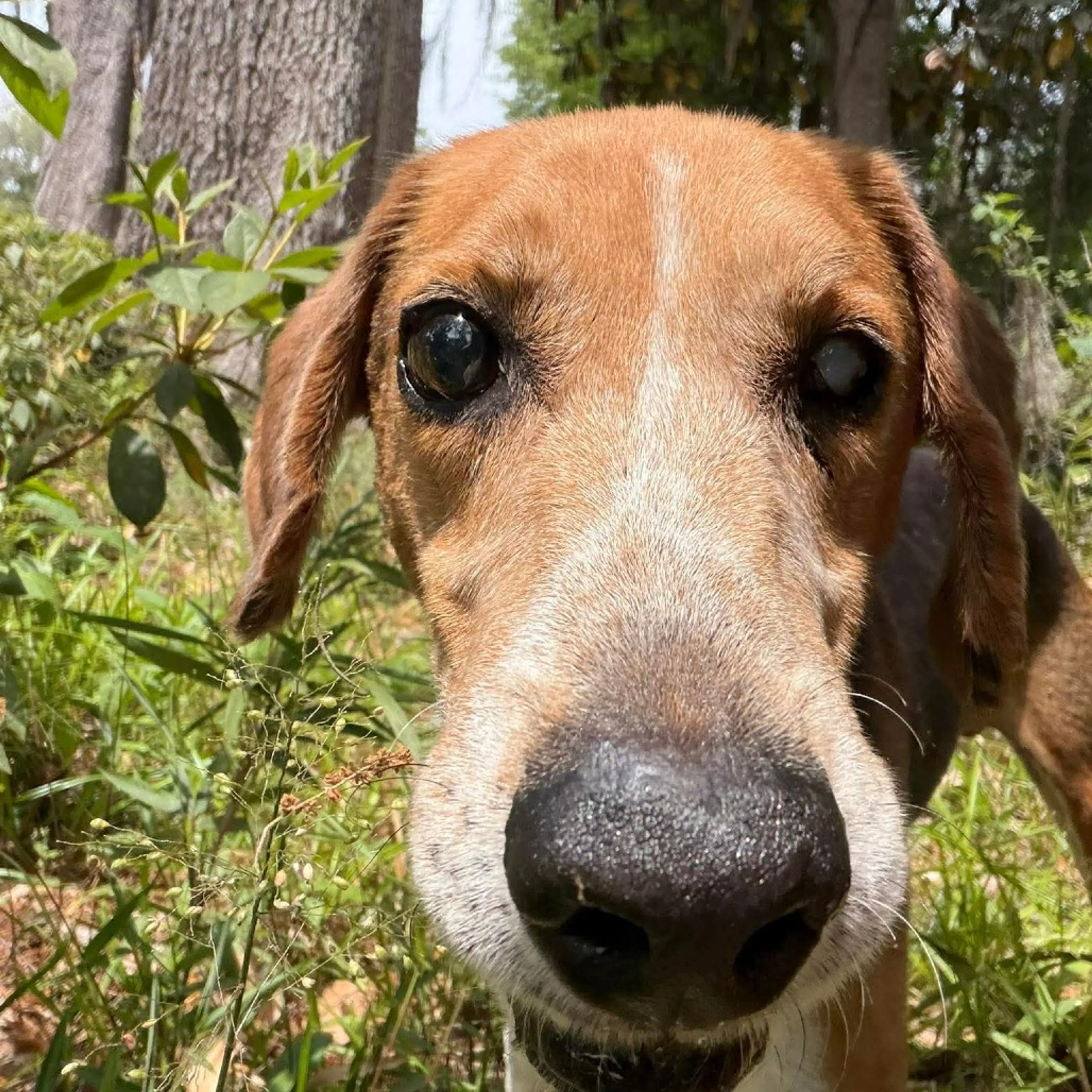 Found pet-7