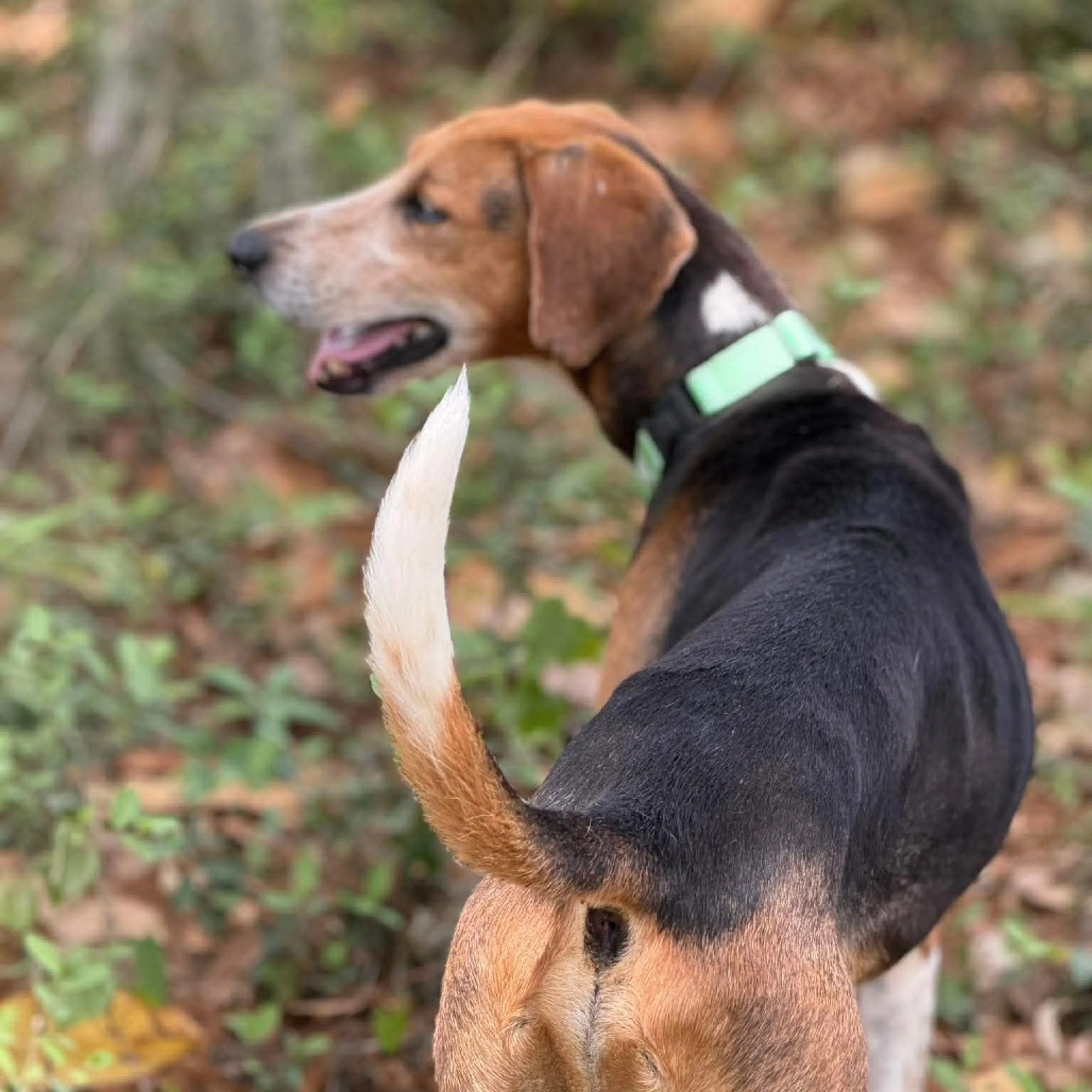 Found pet-6