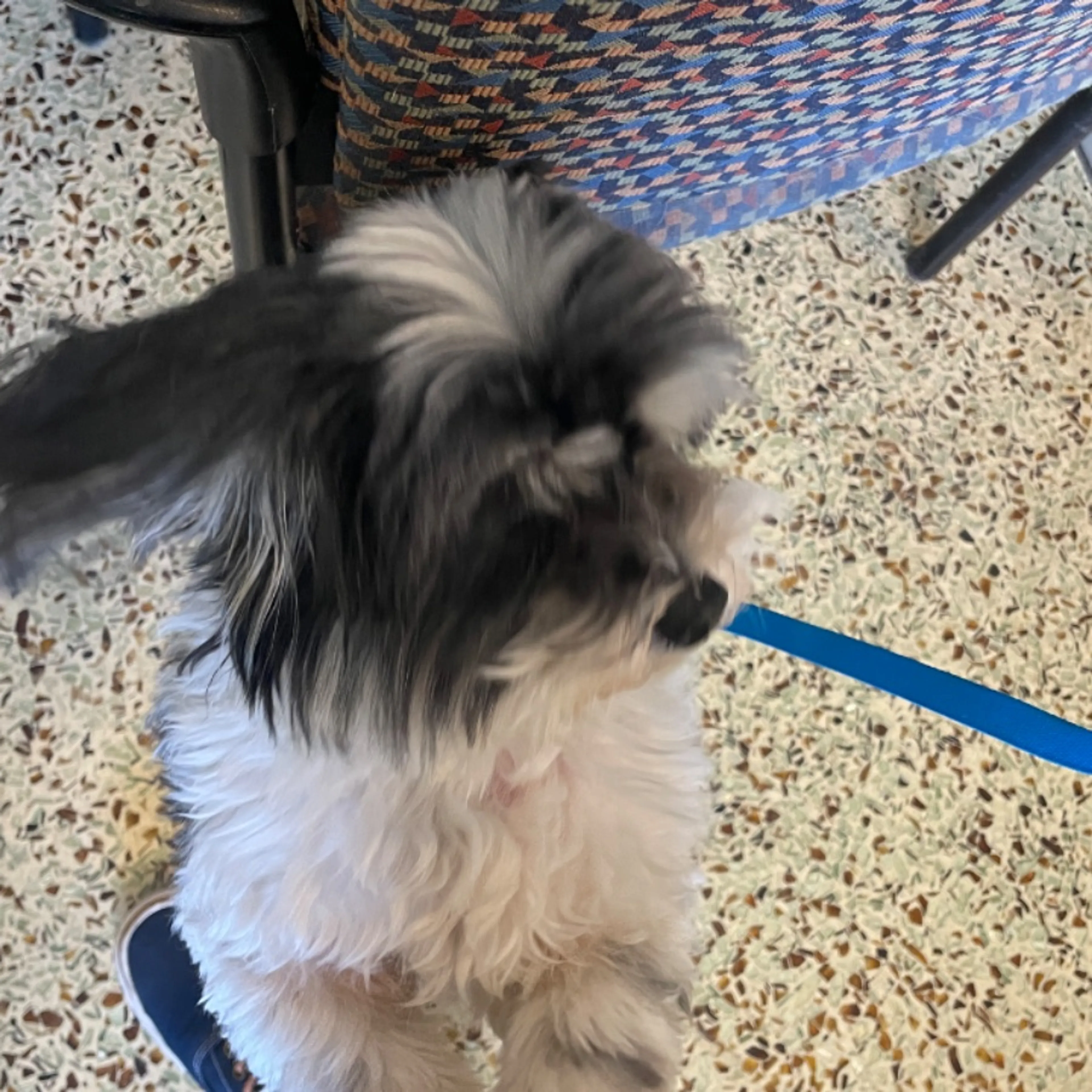 Found pet