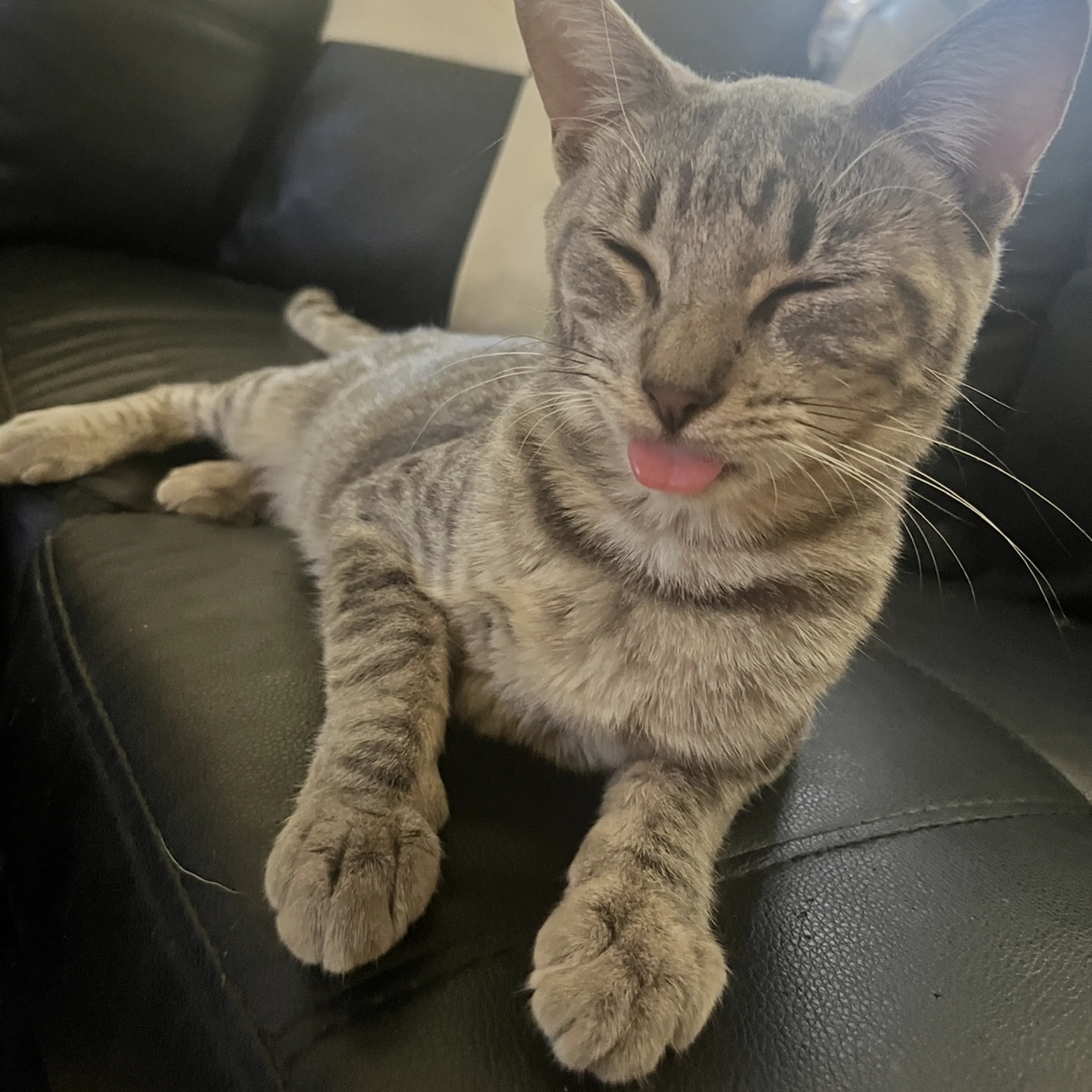 Lost pet-2