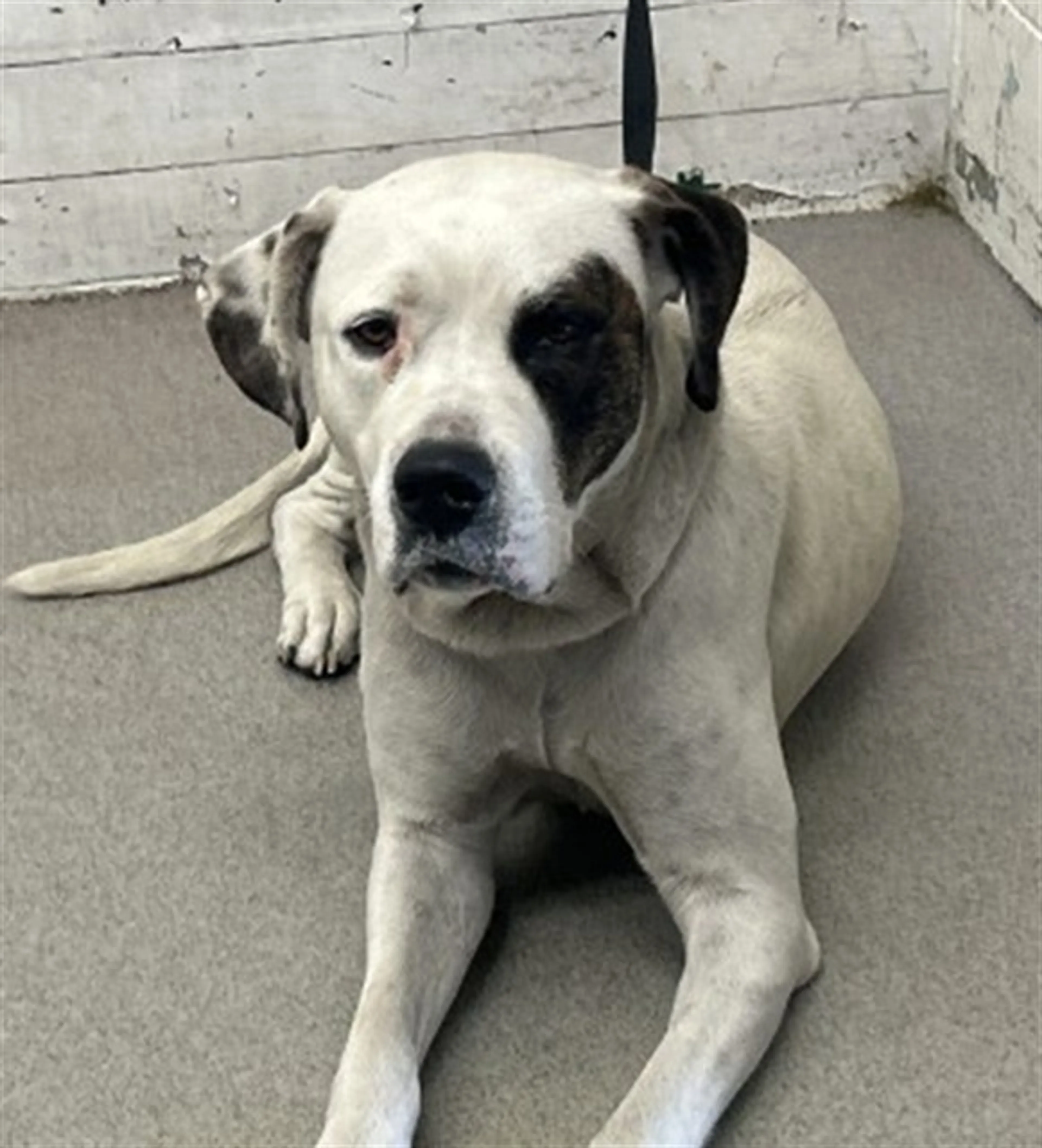 Found pet