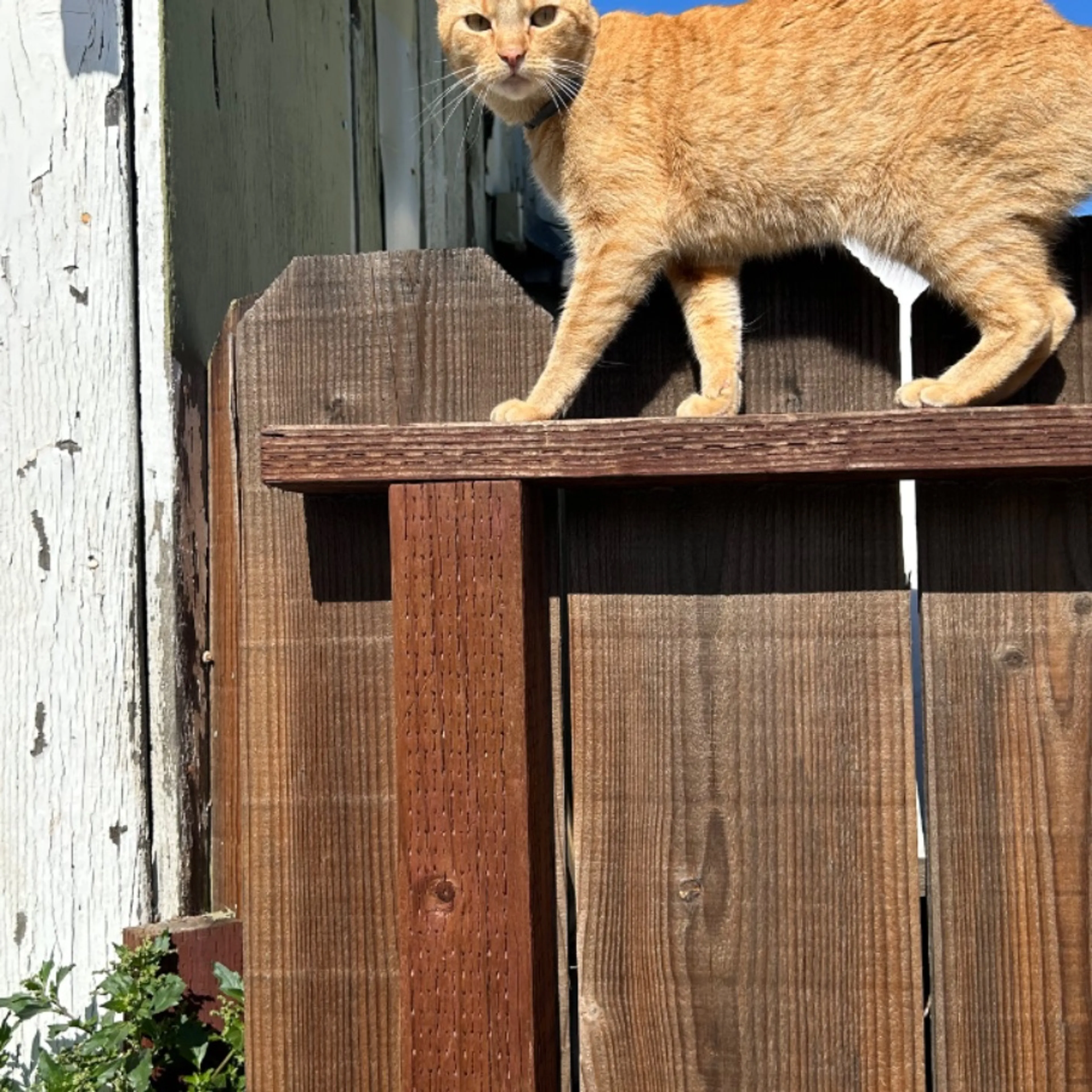Lost pet