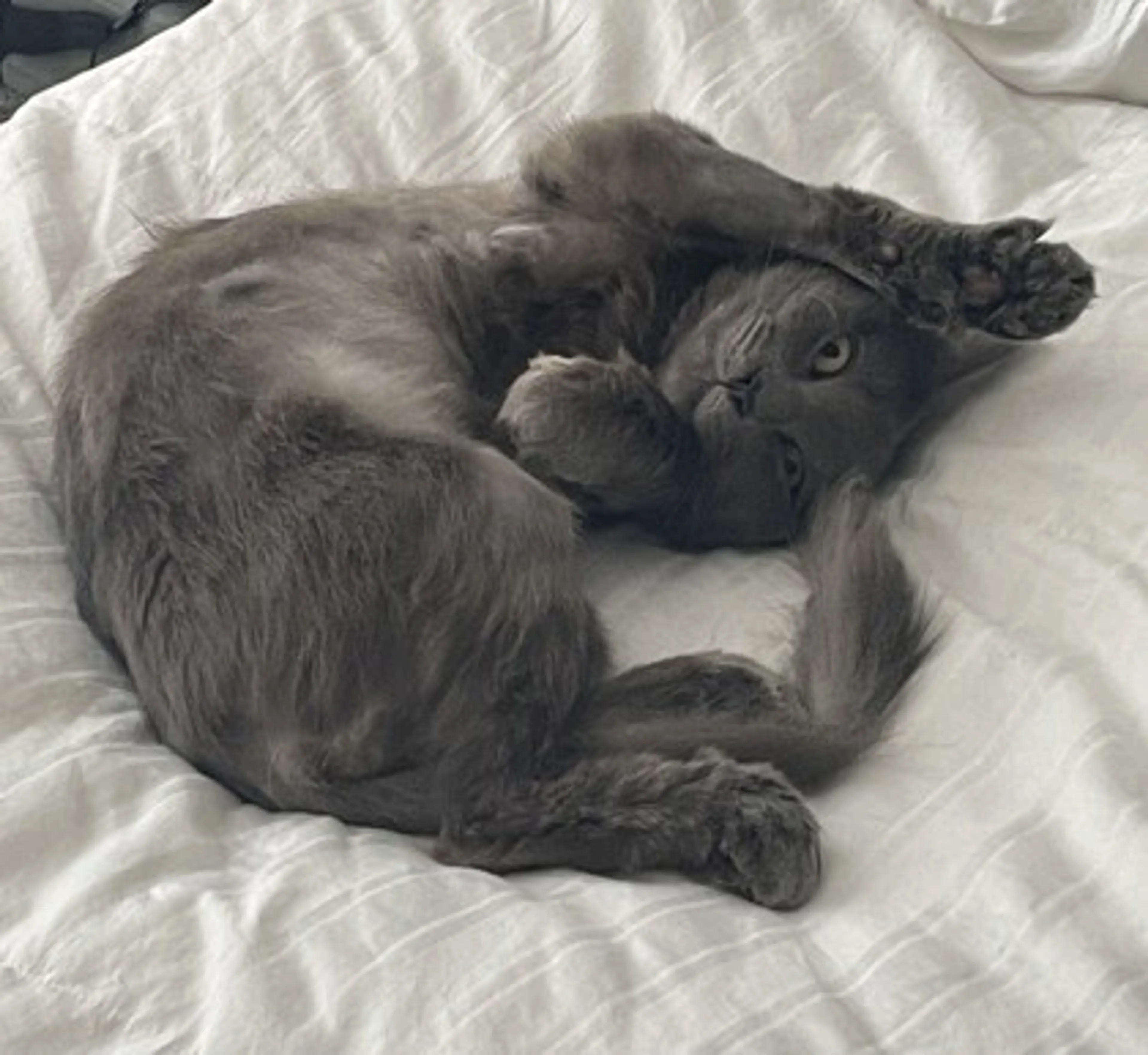 Found pet-1