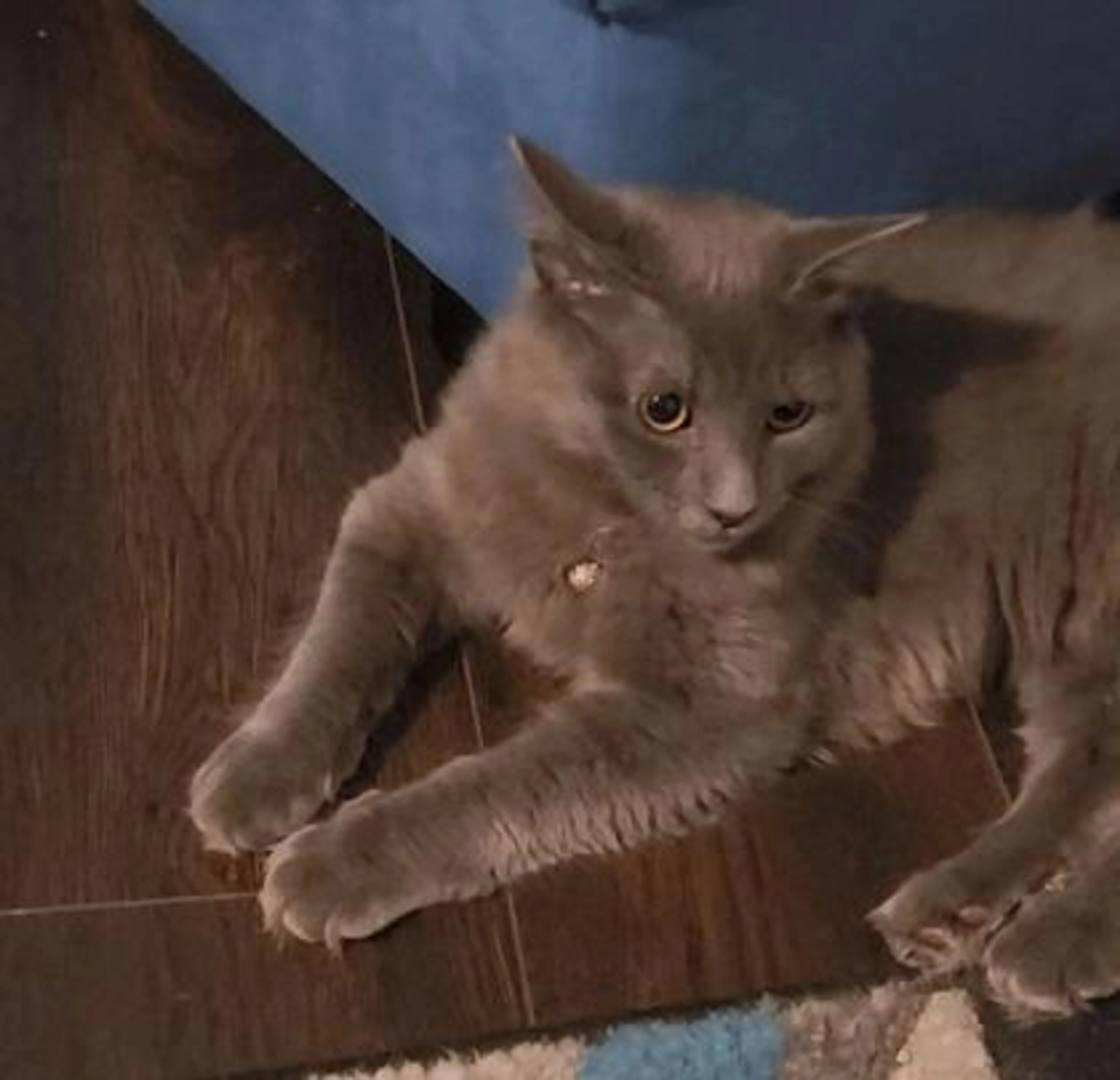 Found pet-2
