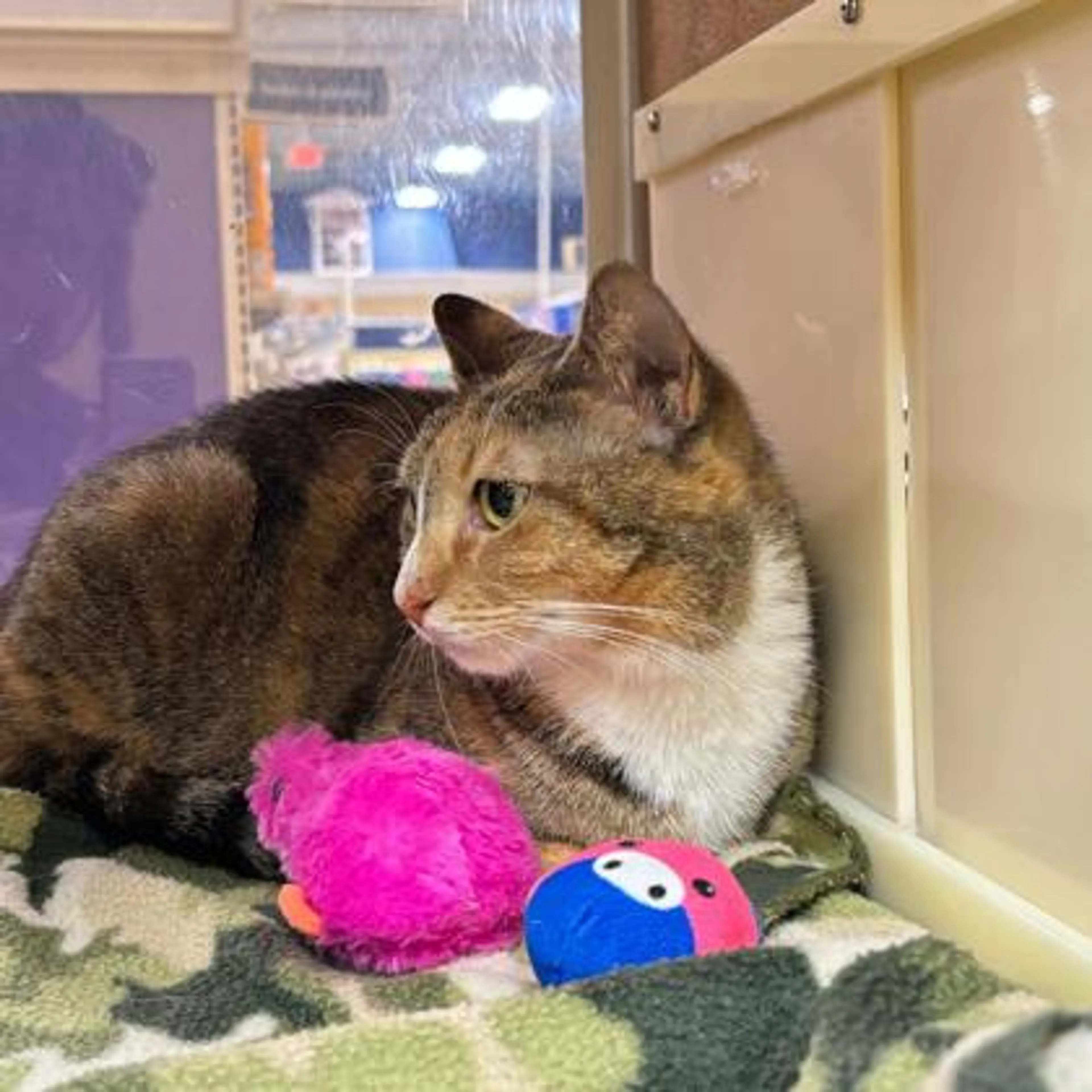 Found pet-1