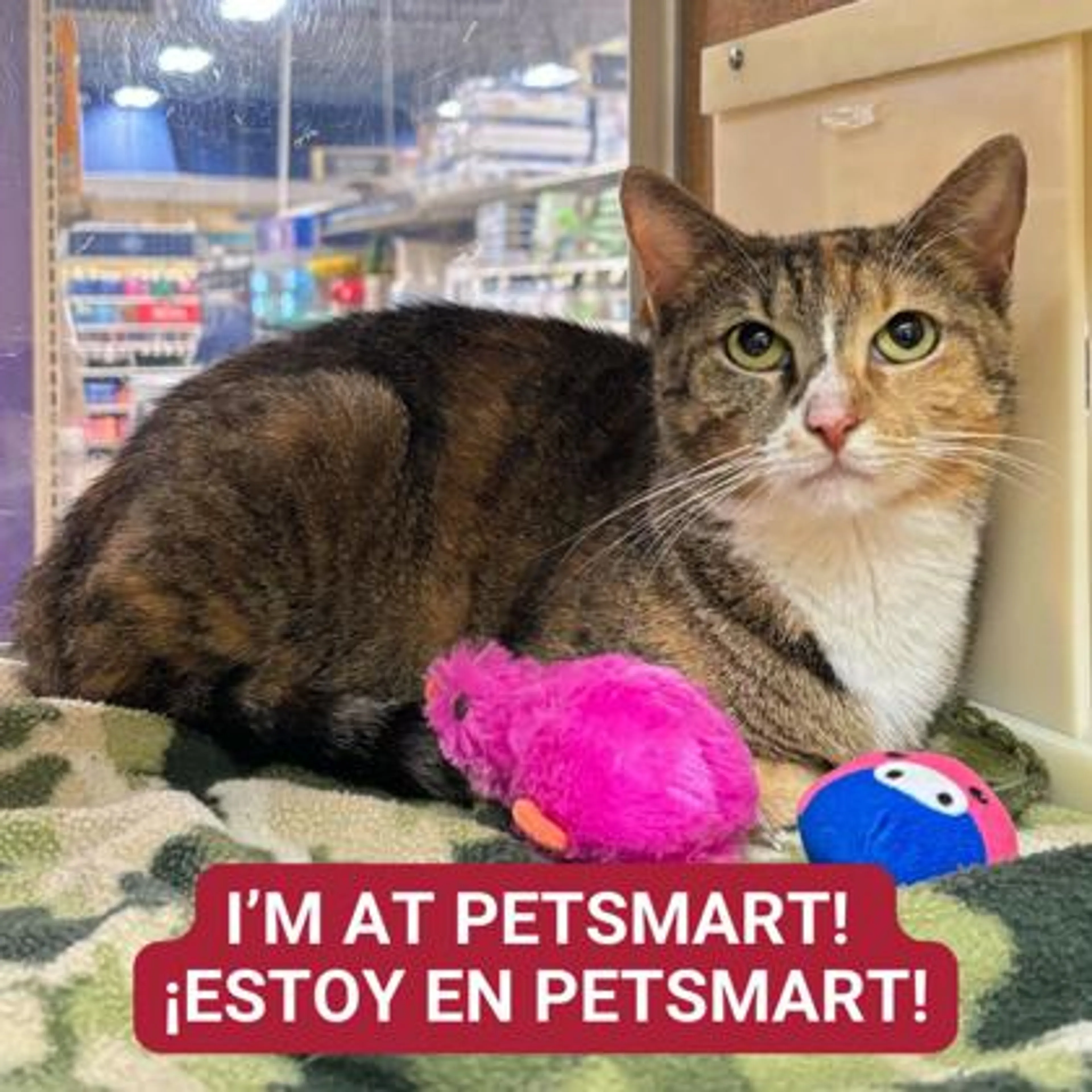 Found pet-0