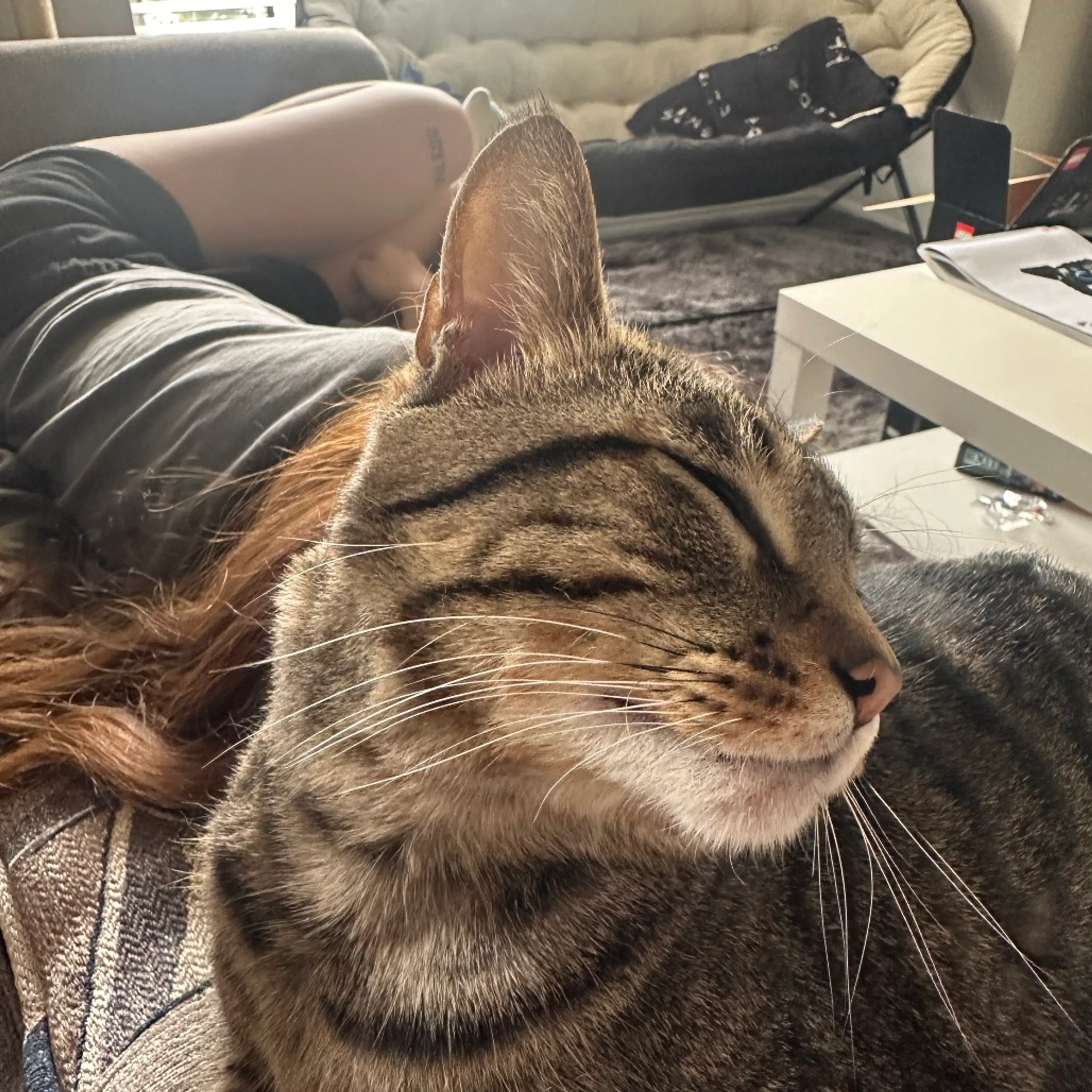 Found pet-5