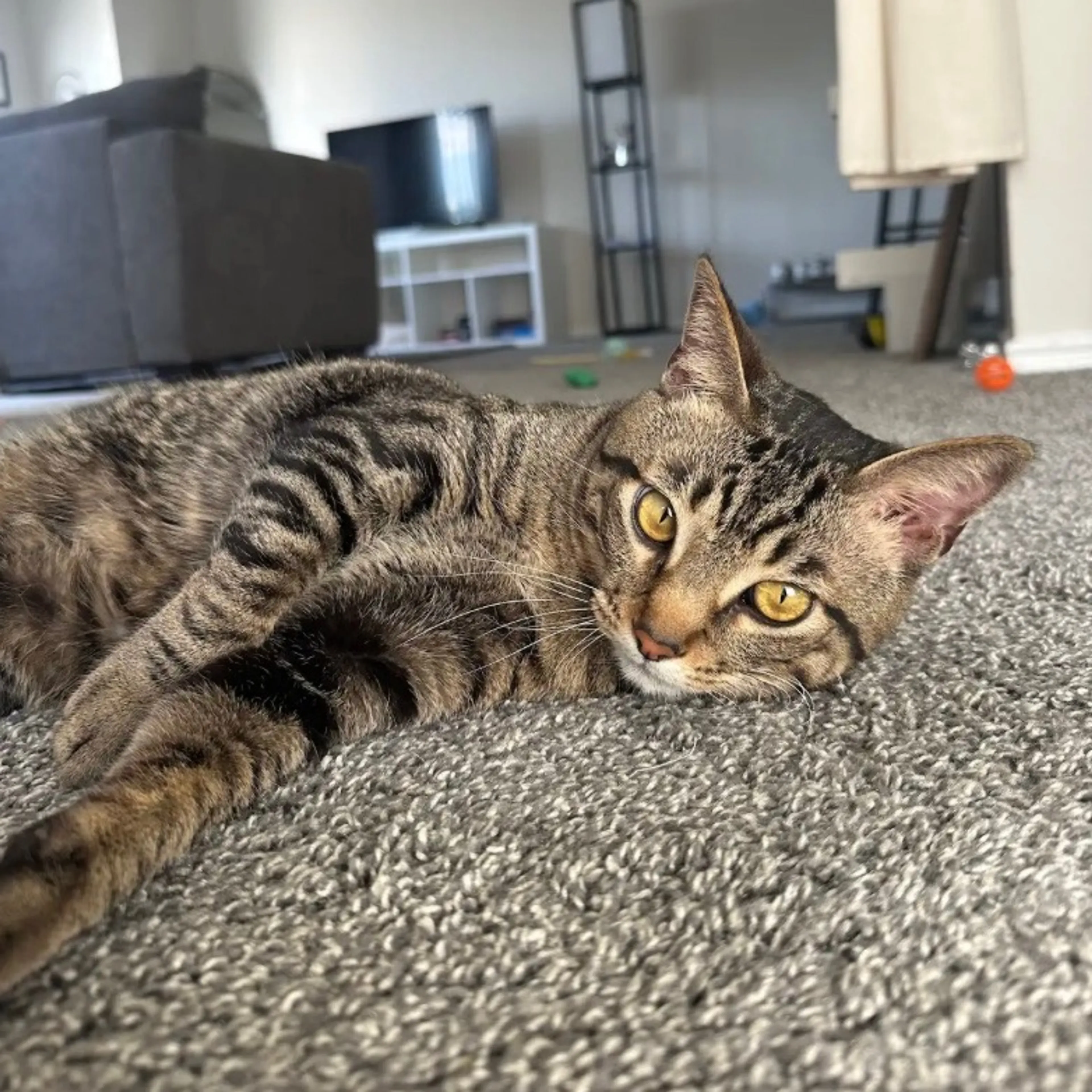 Found pet-0