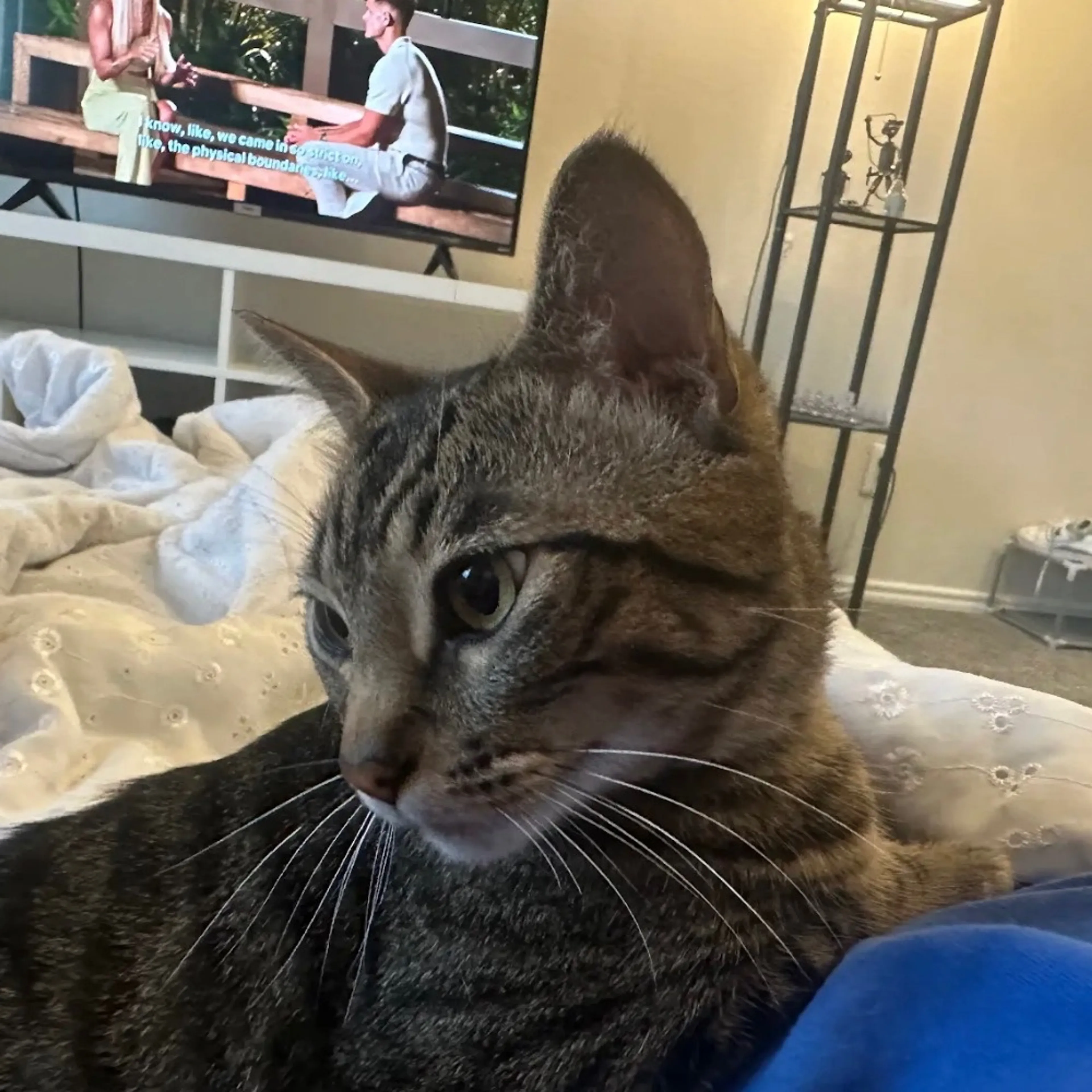 Found pet-1