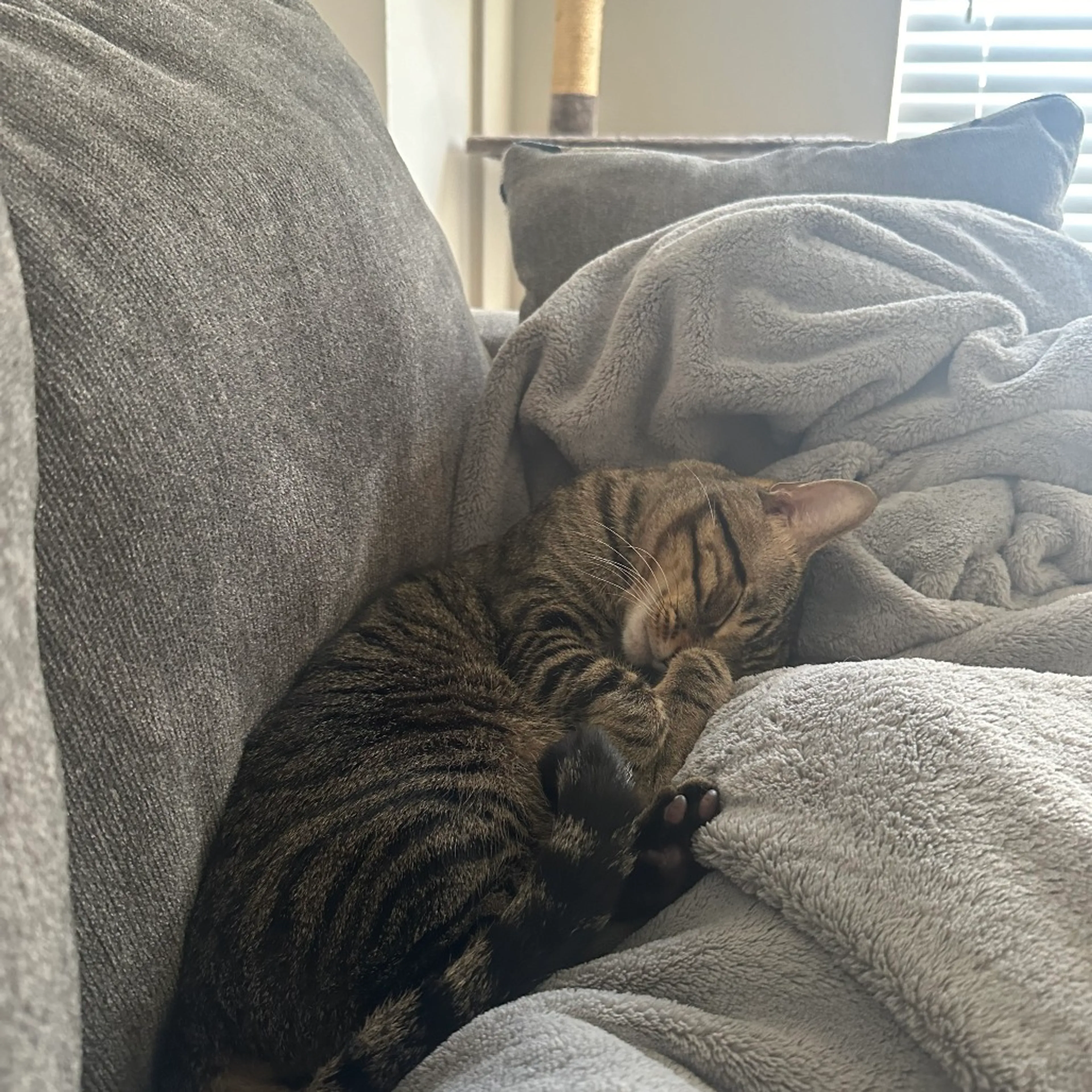 Found pet-7