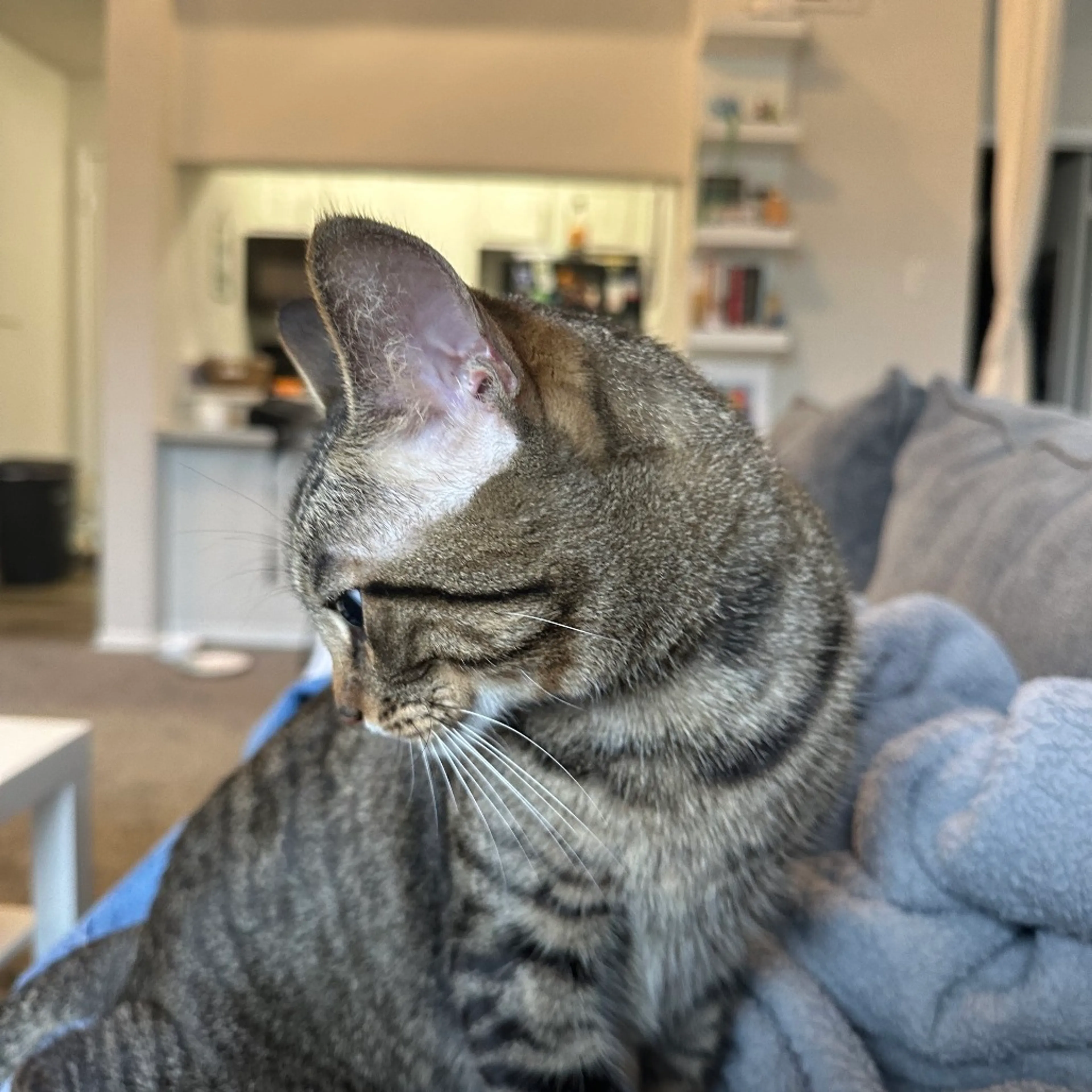 Found pet-6