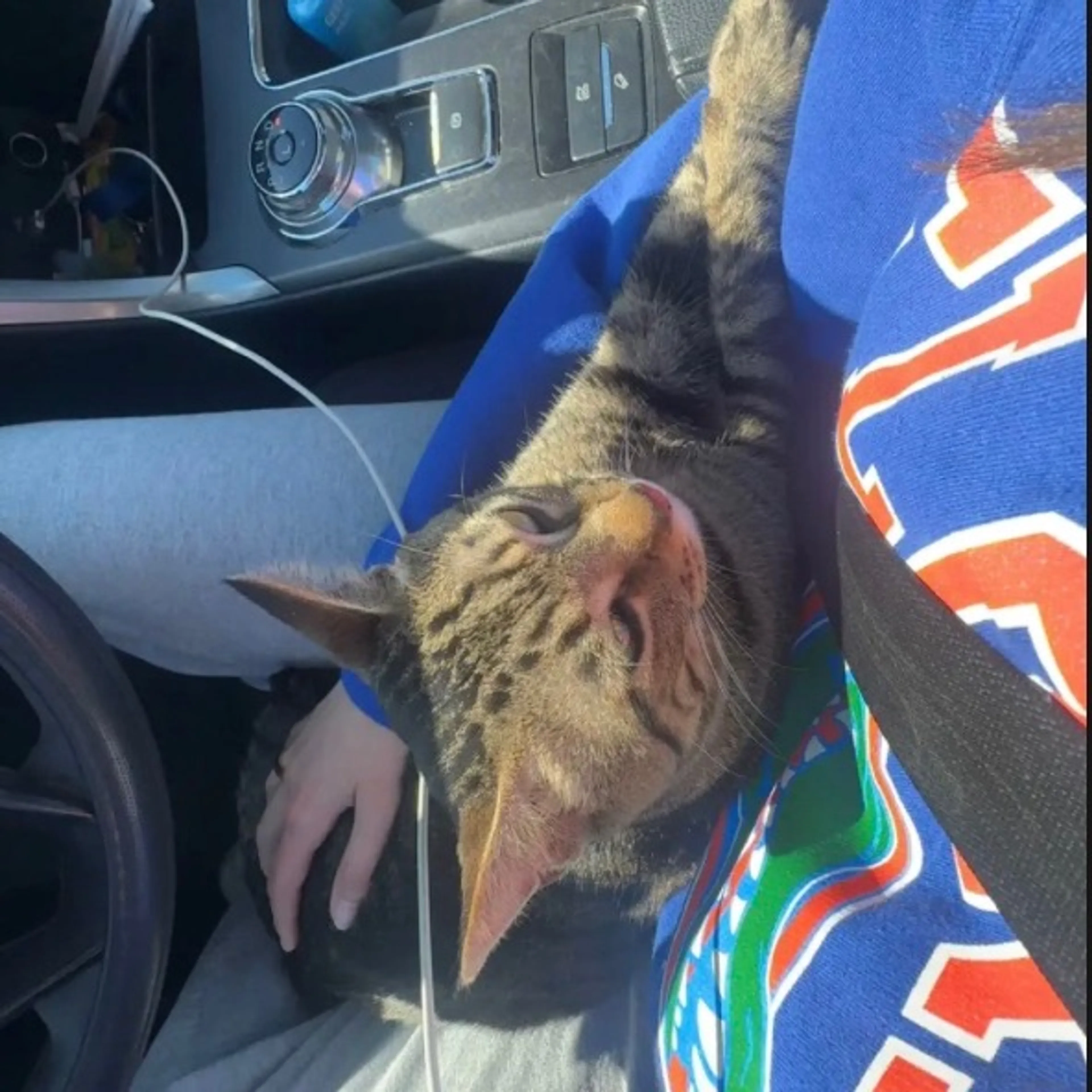Found pet-2
