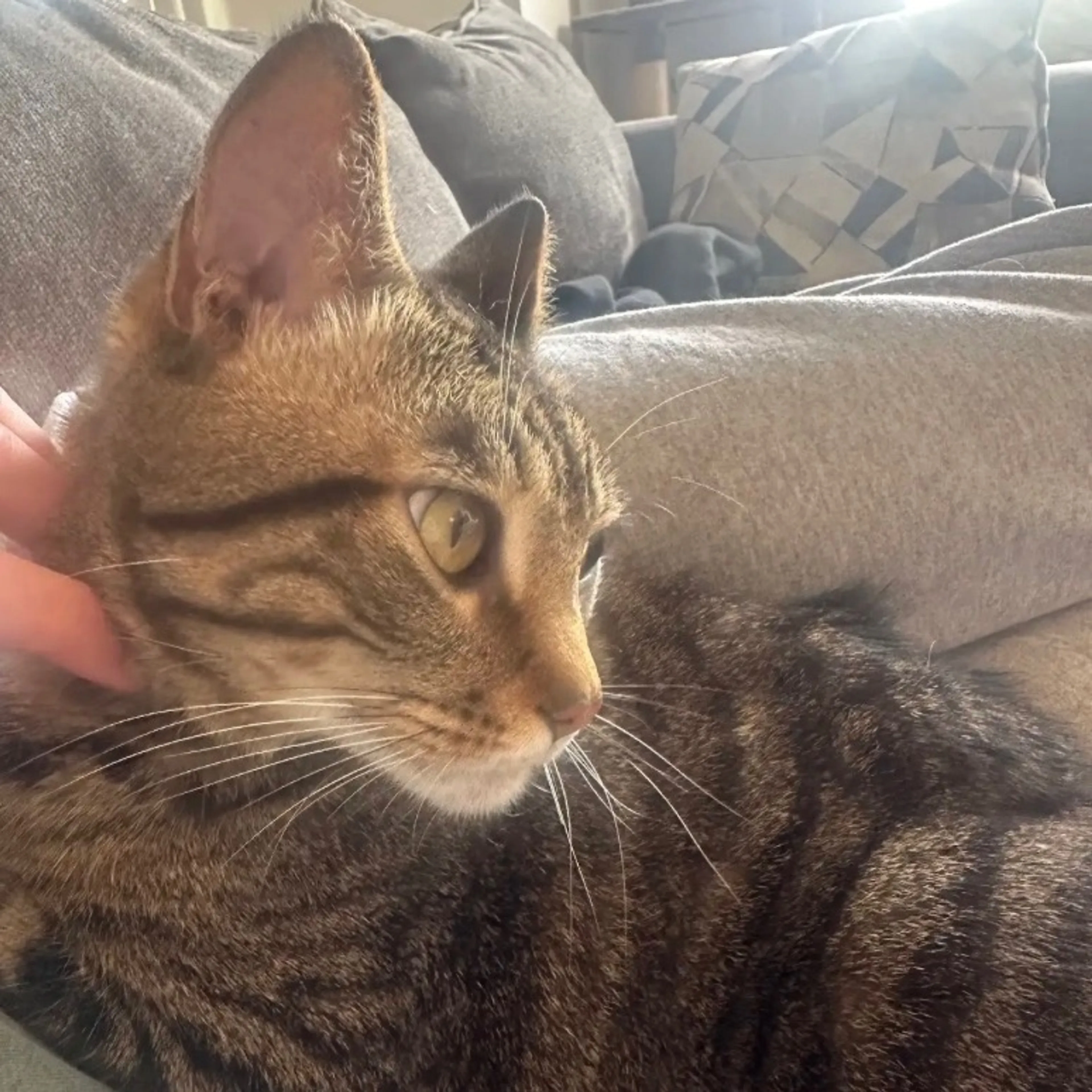 Found pet-3