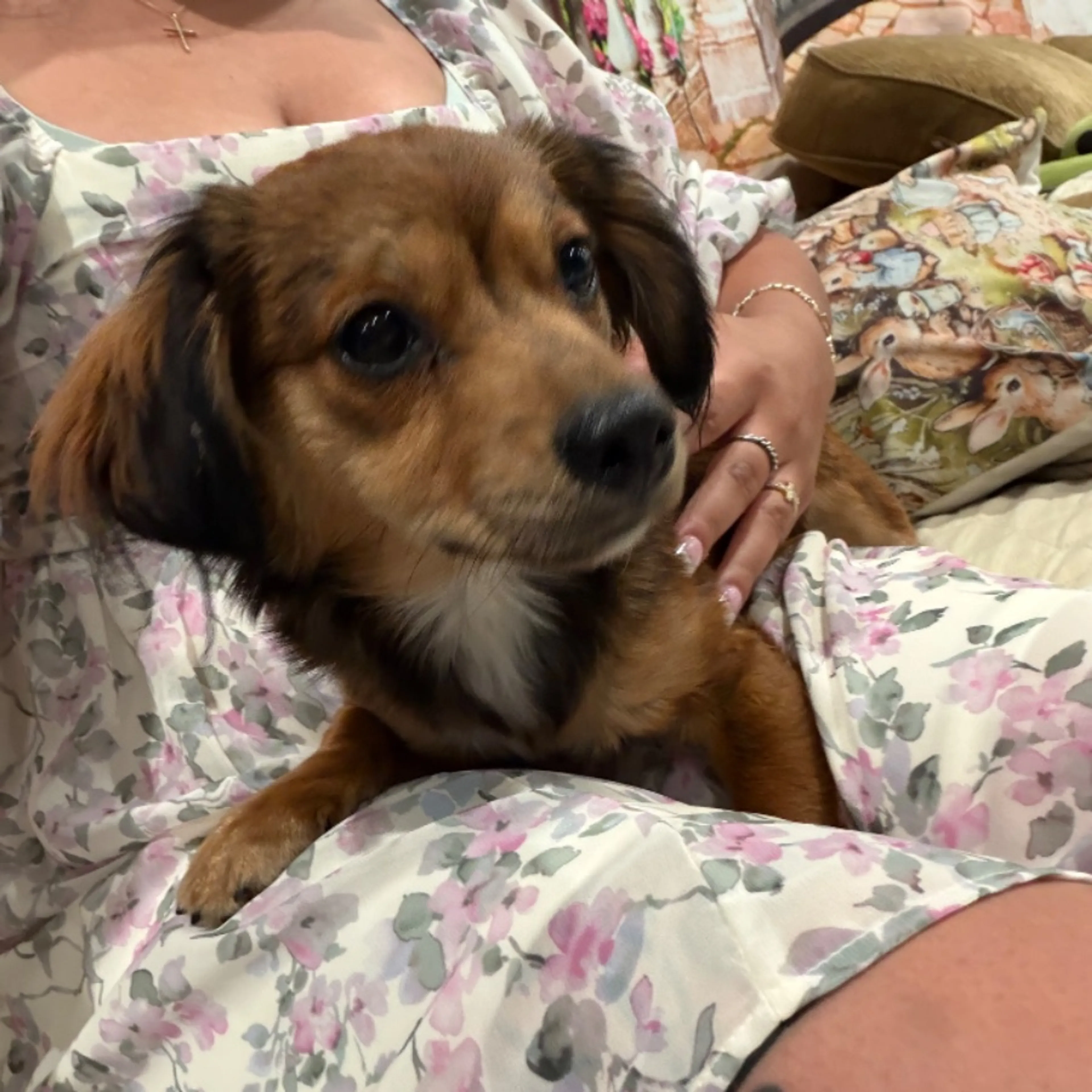 Found pet