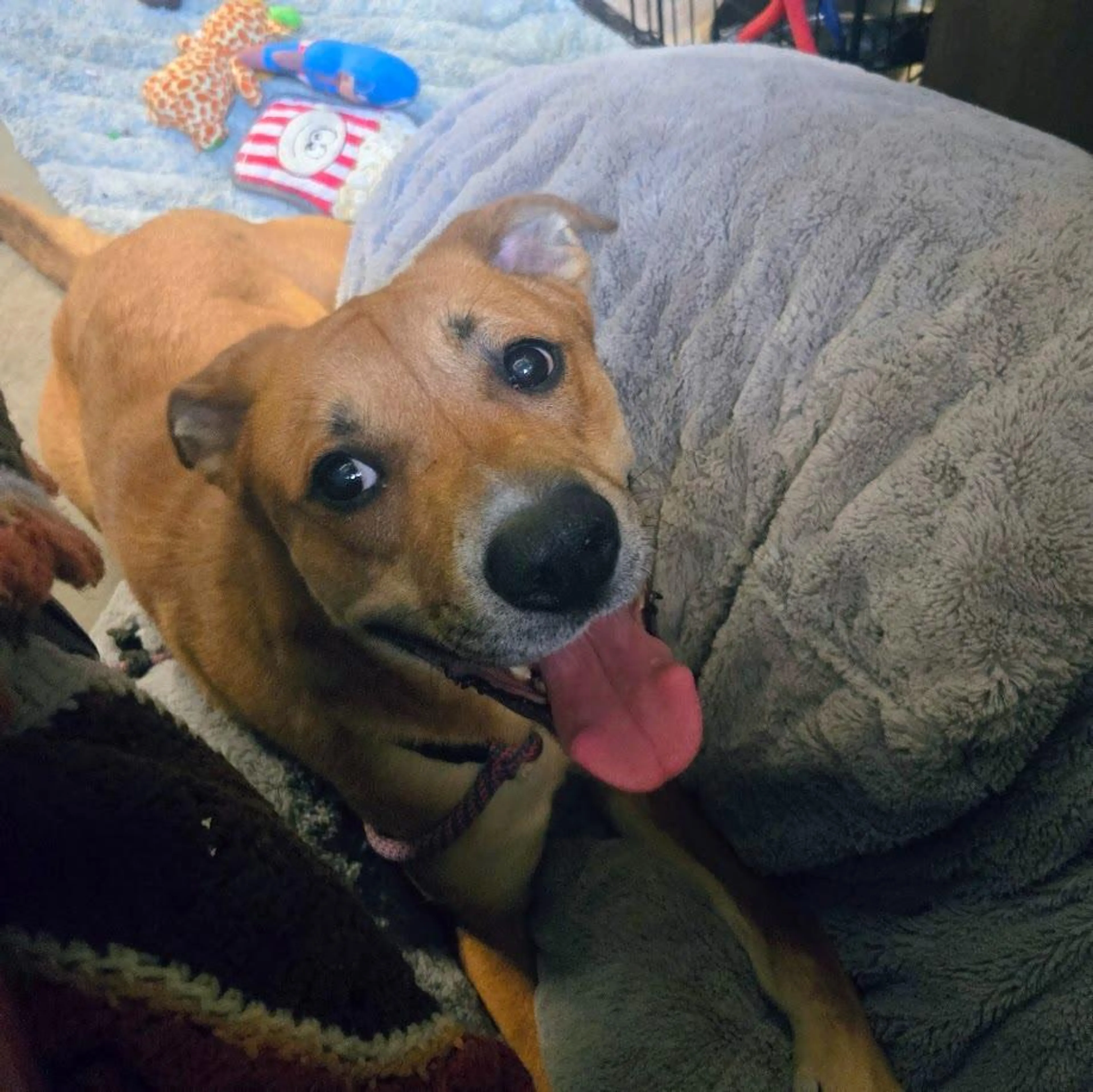 Found pet-3
