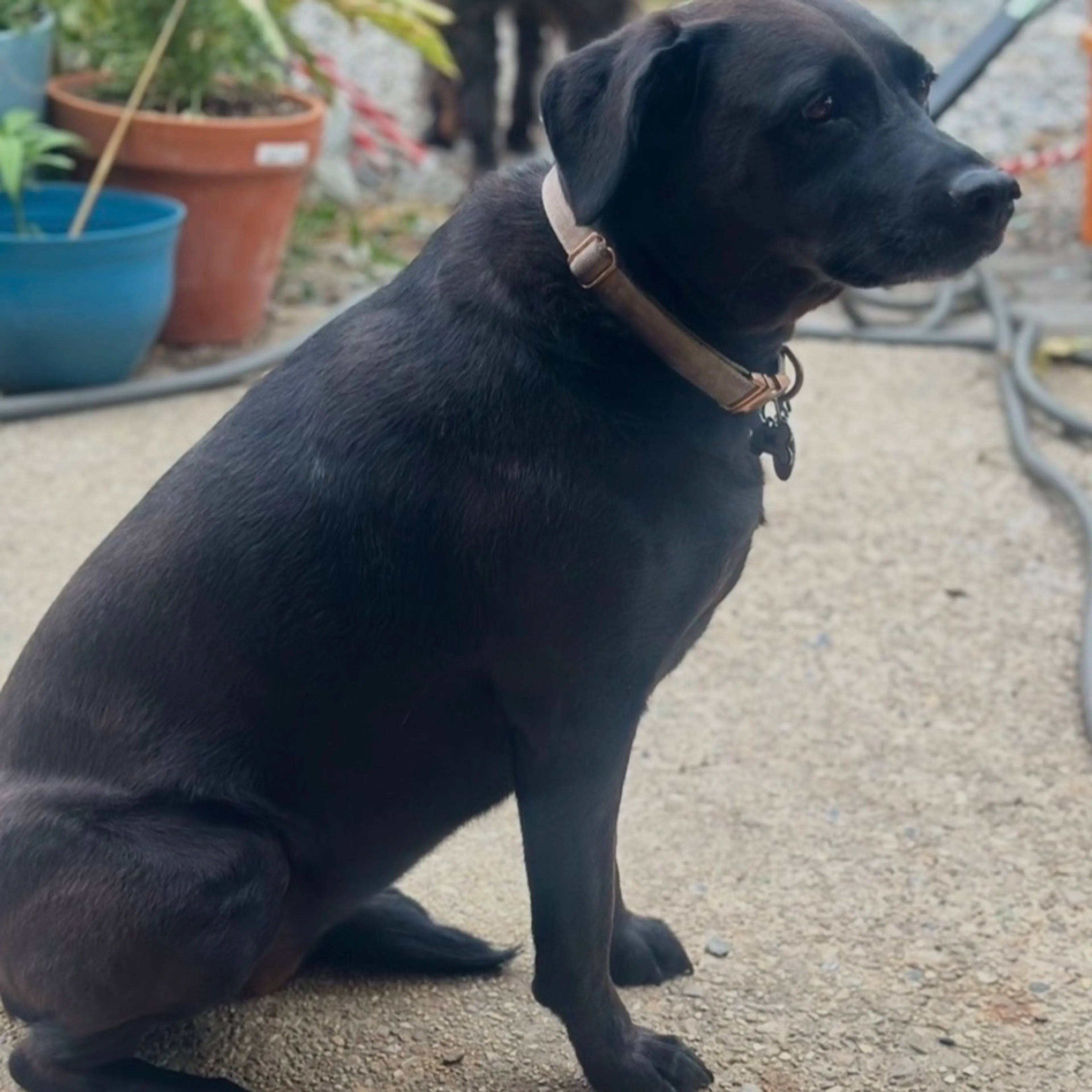 Lost pet-1