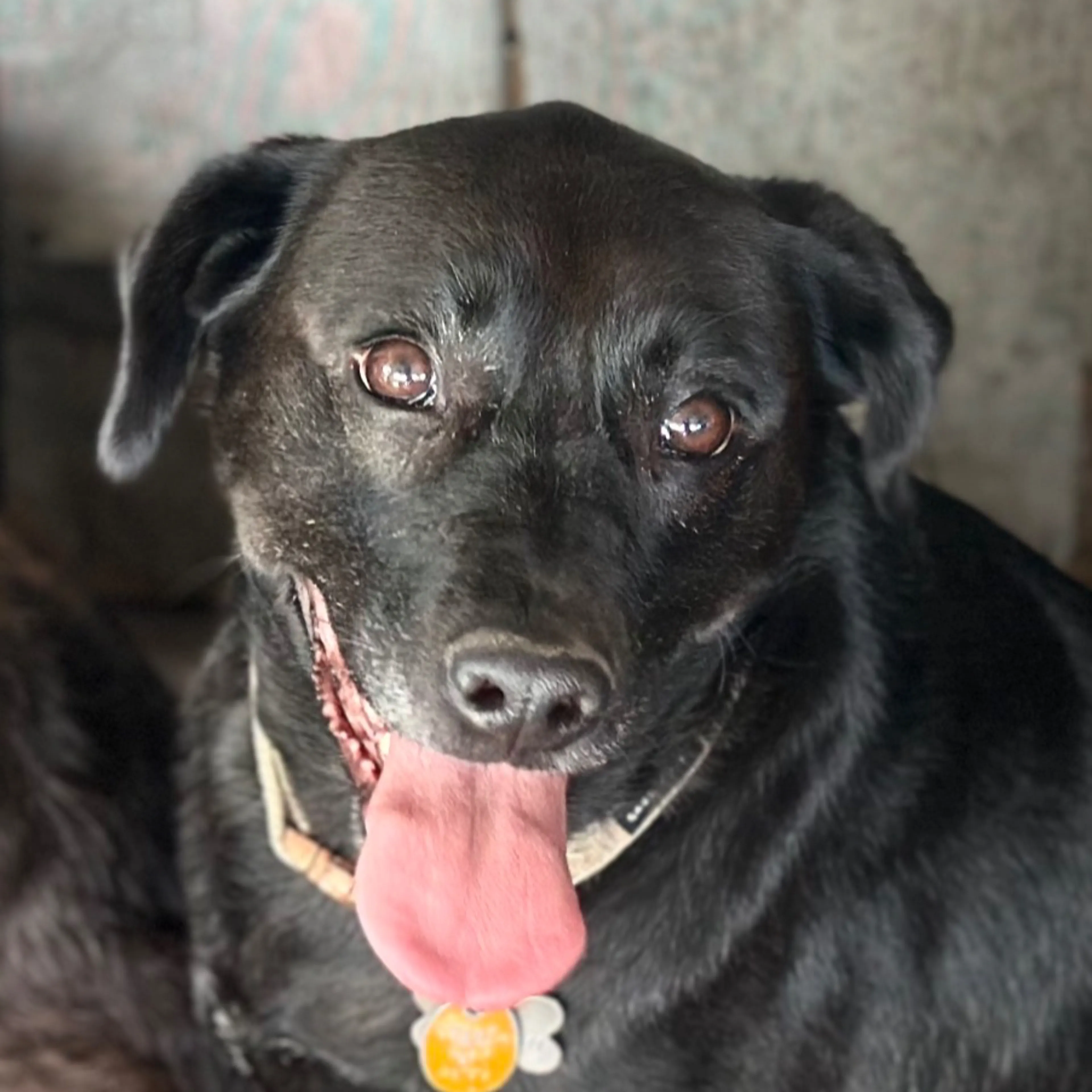 Lost pet-2