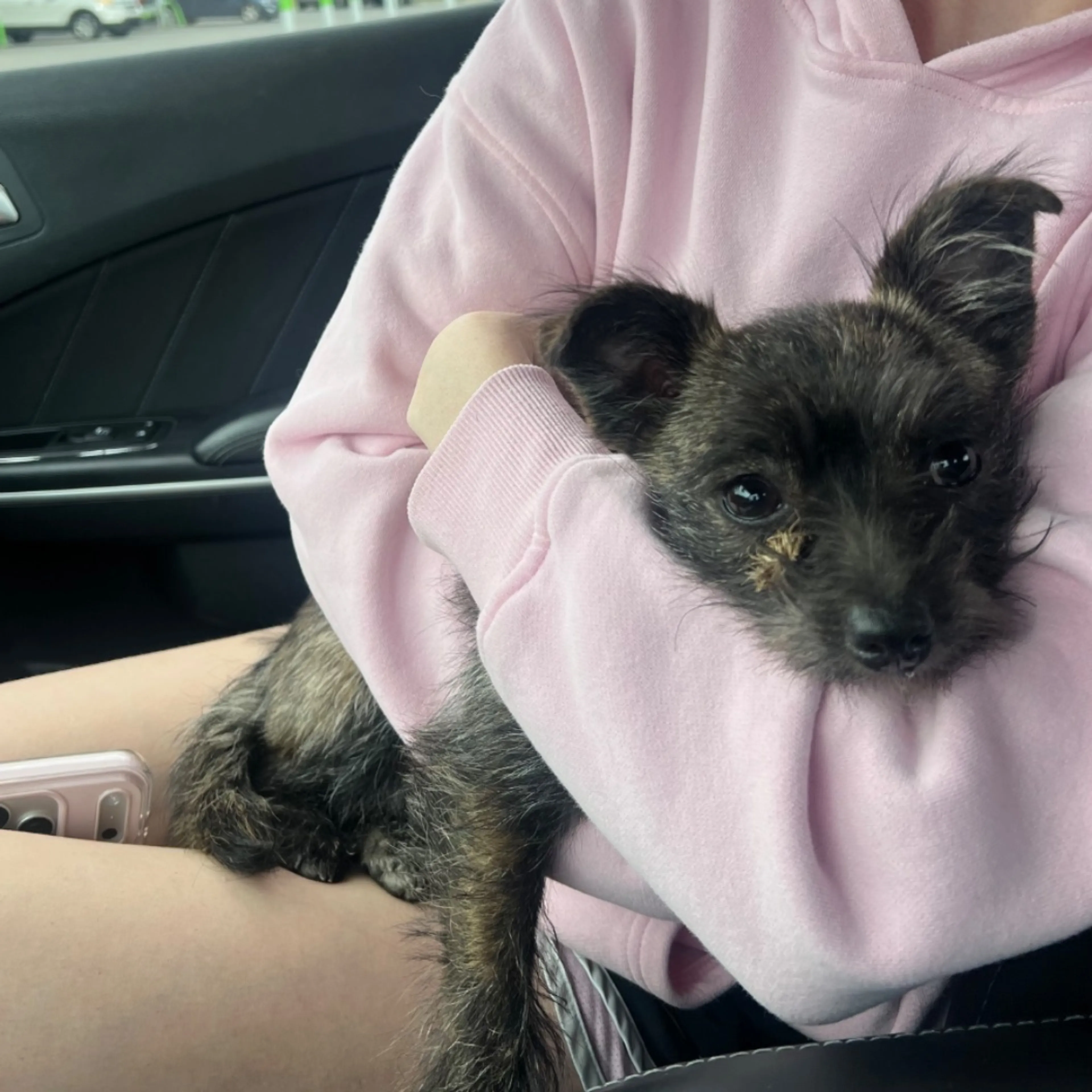 Found pet