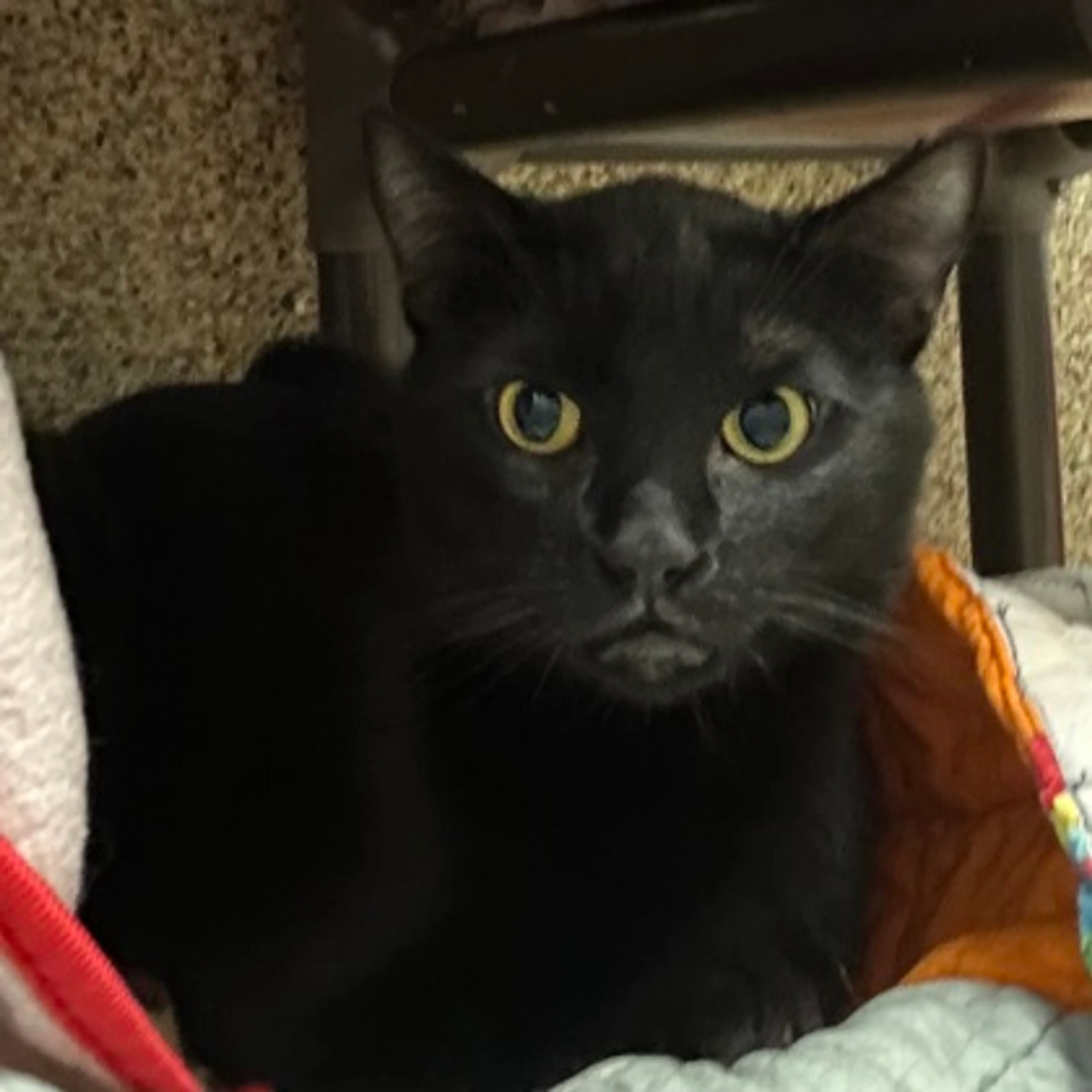 Found pet
