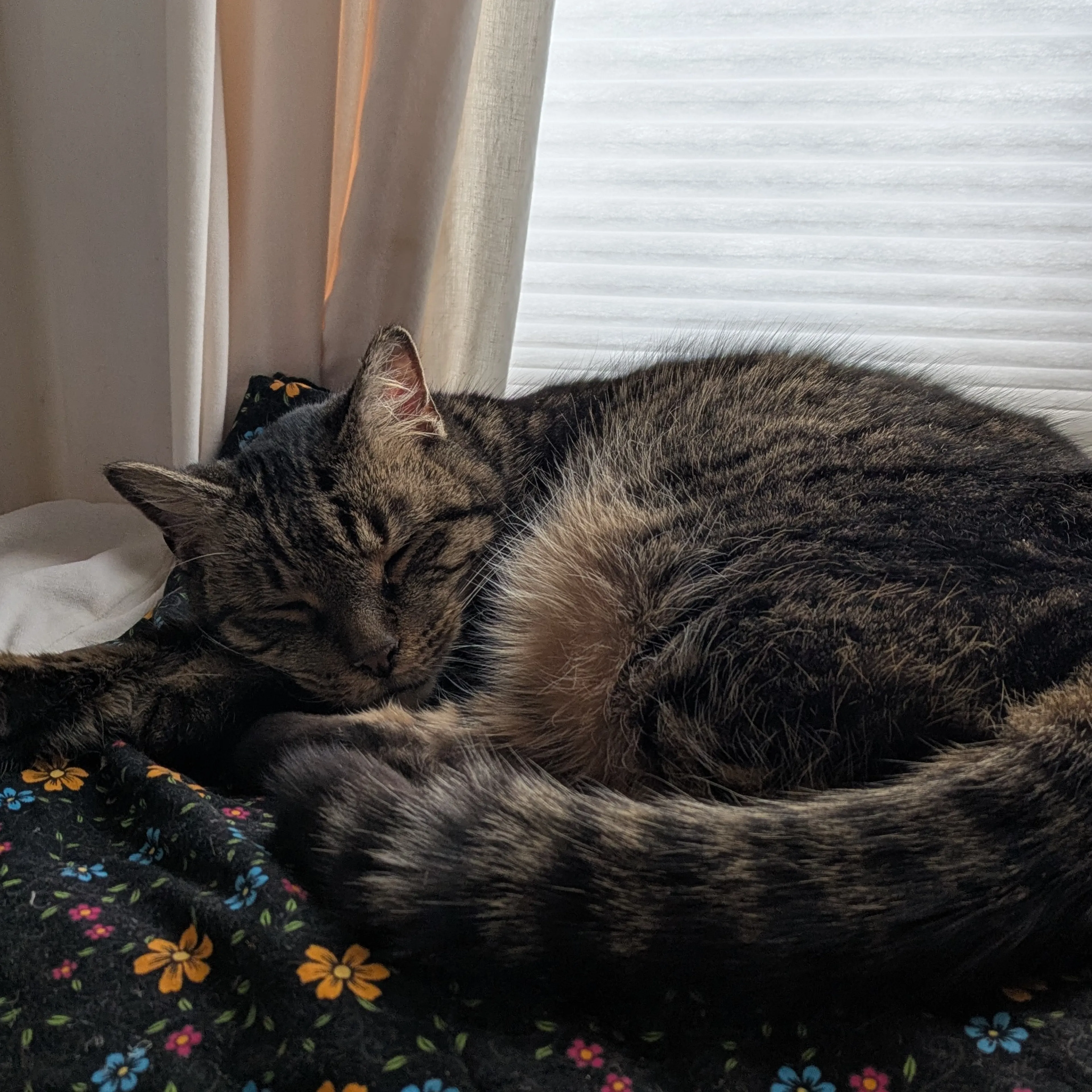 Lost pet-1