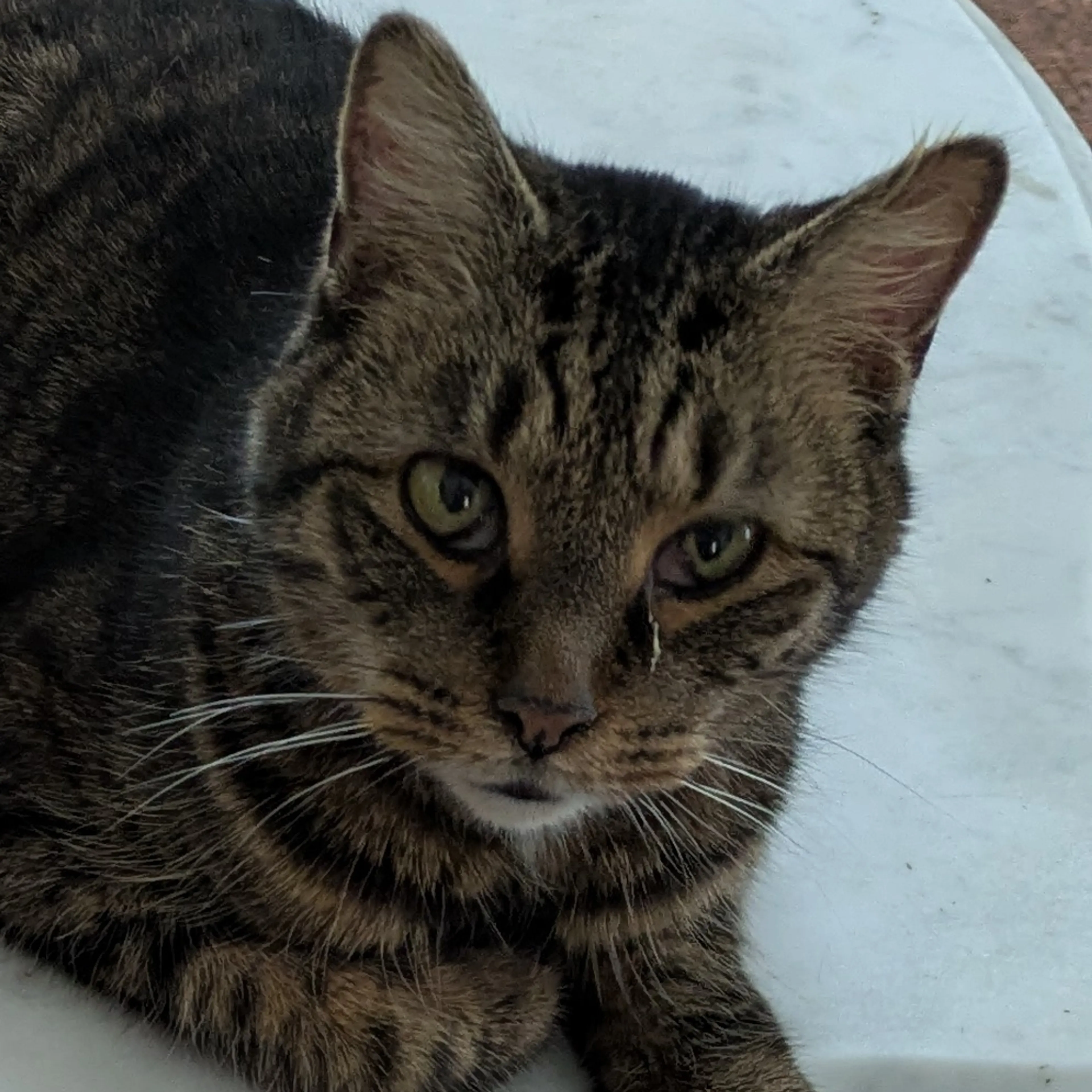 Lost pet-2