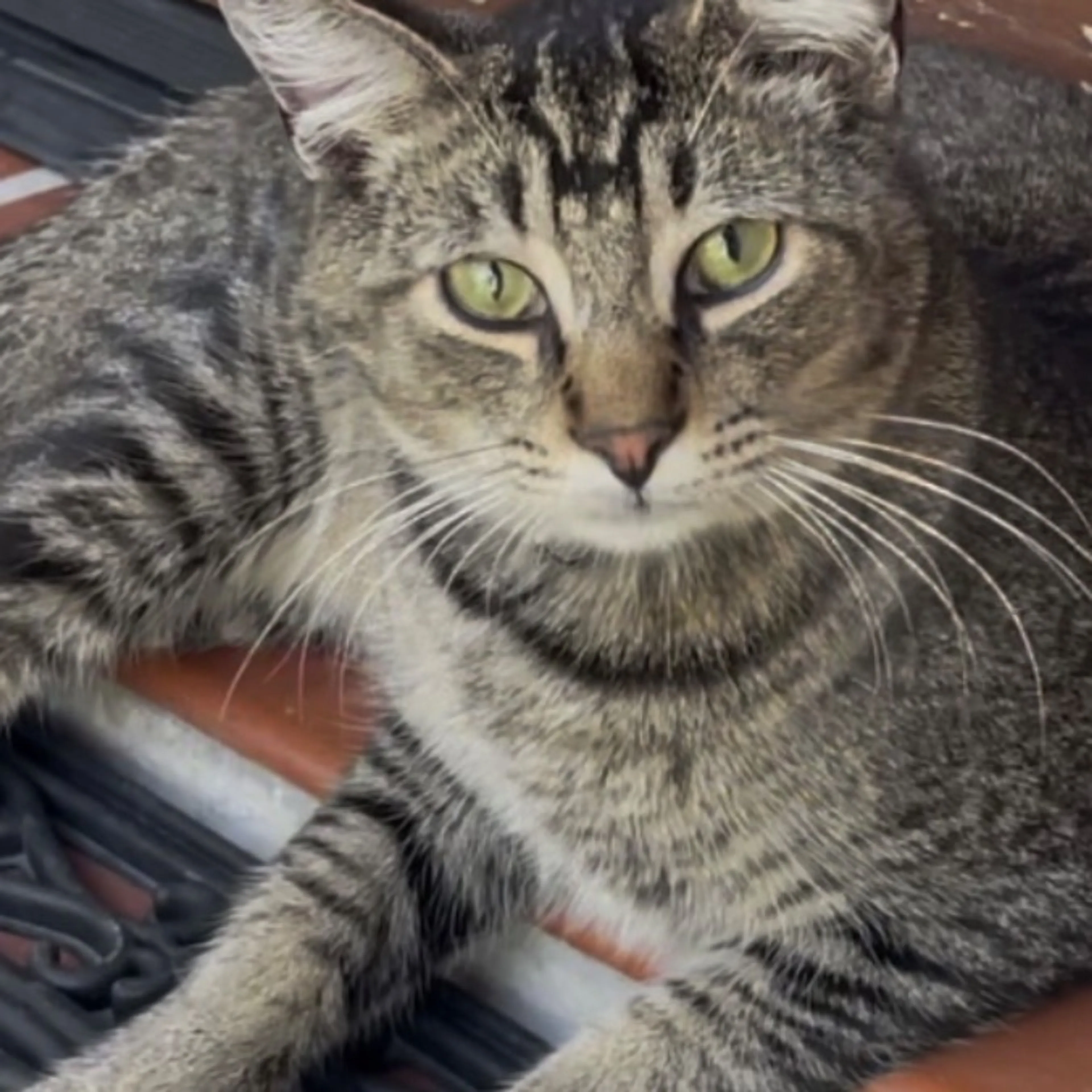 Lost pet-0