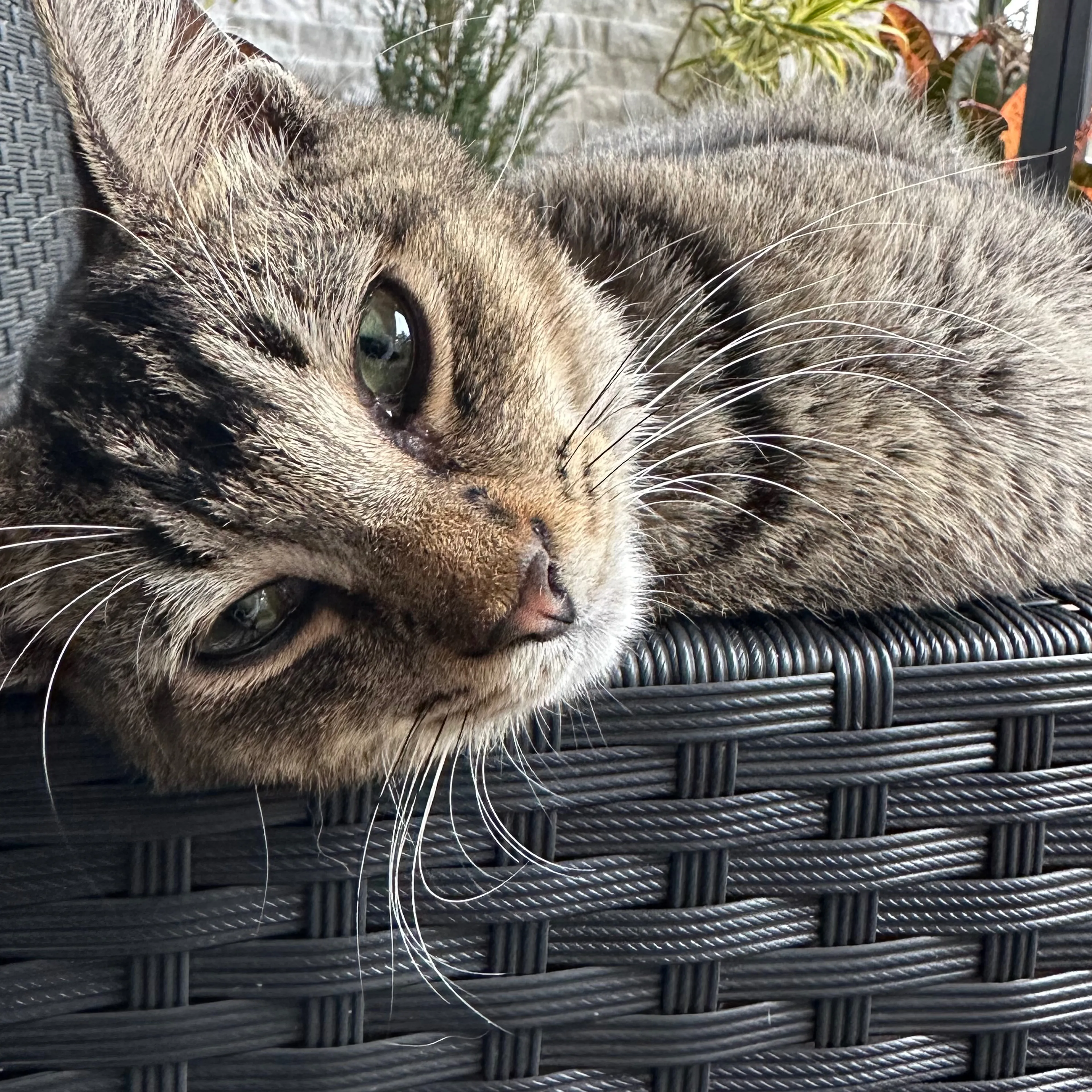 Lost pet-2