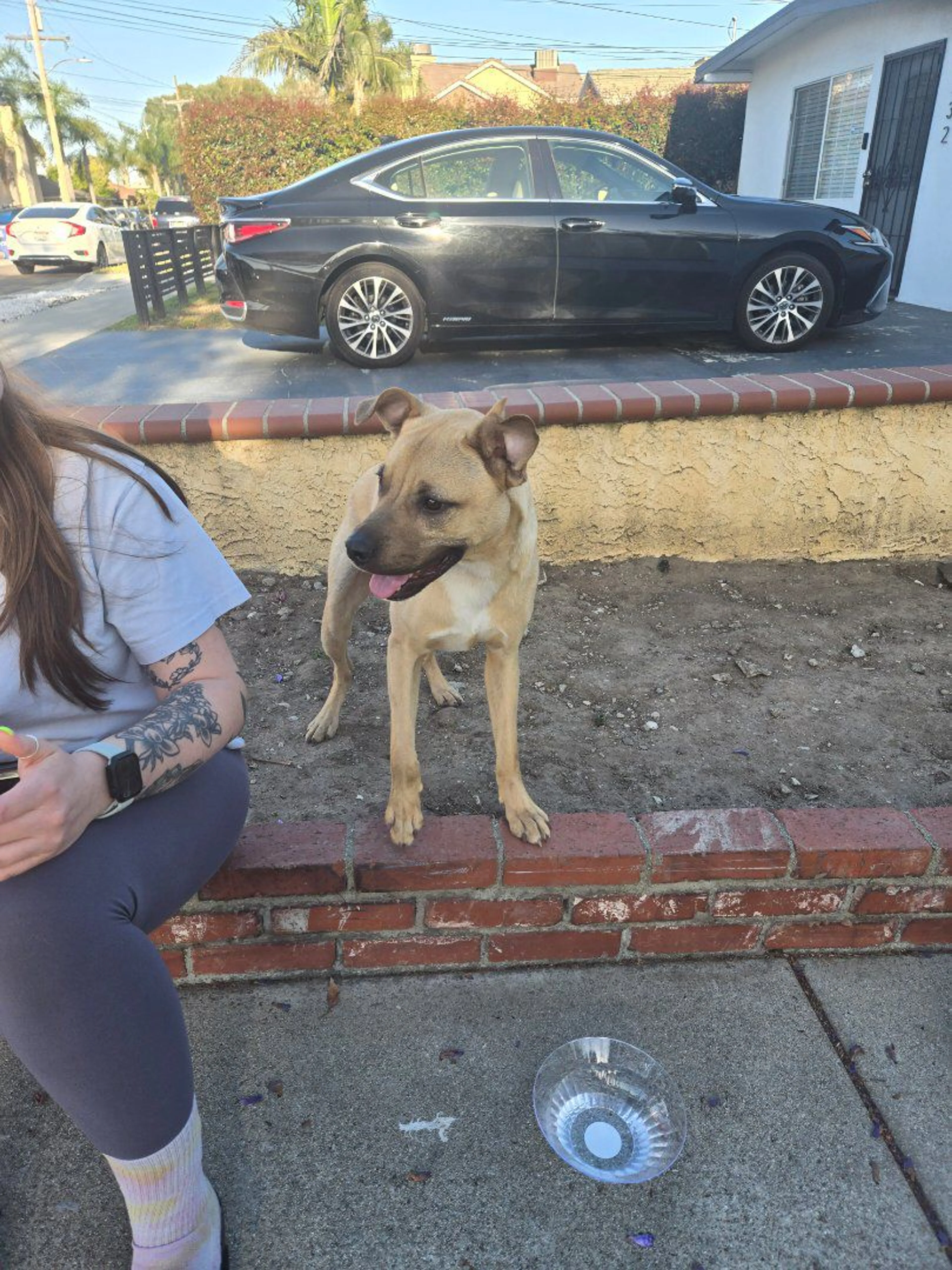 Lost pet