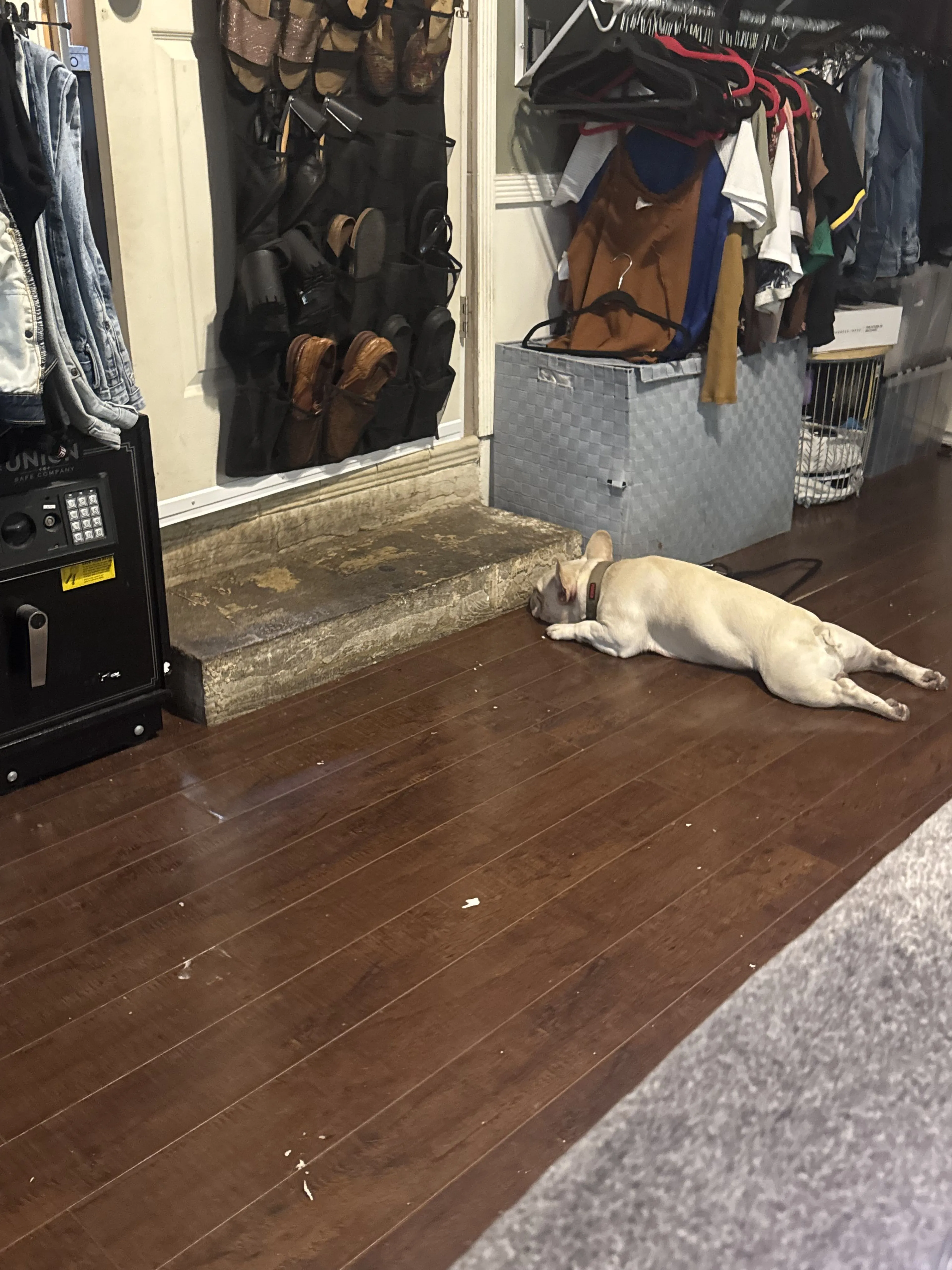 Lost pet-0