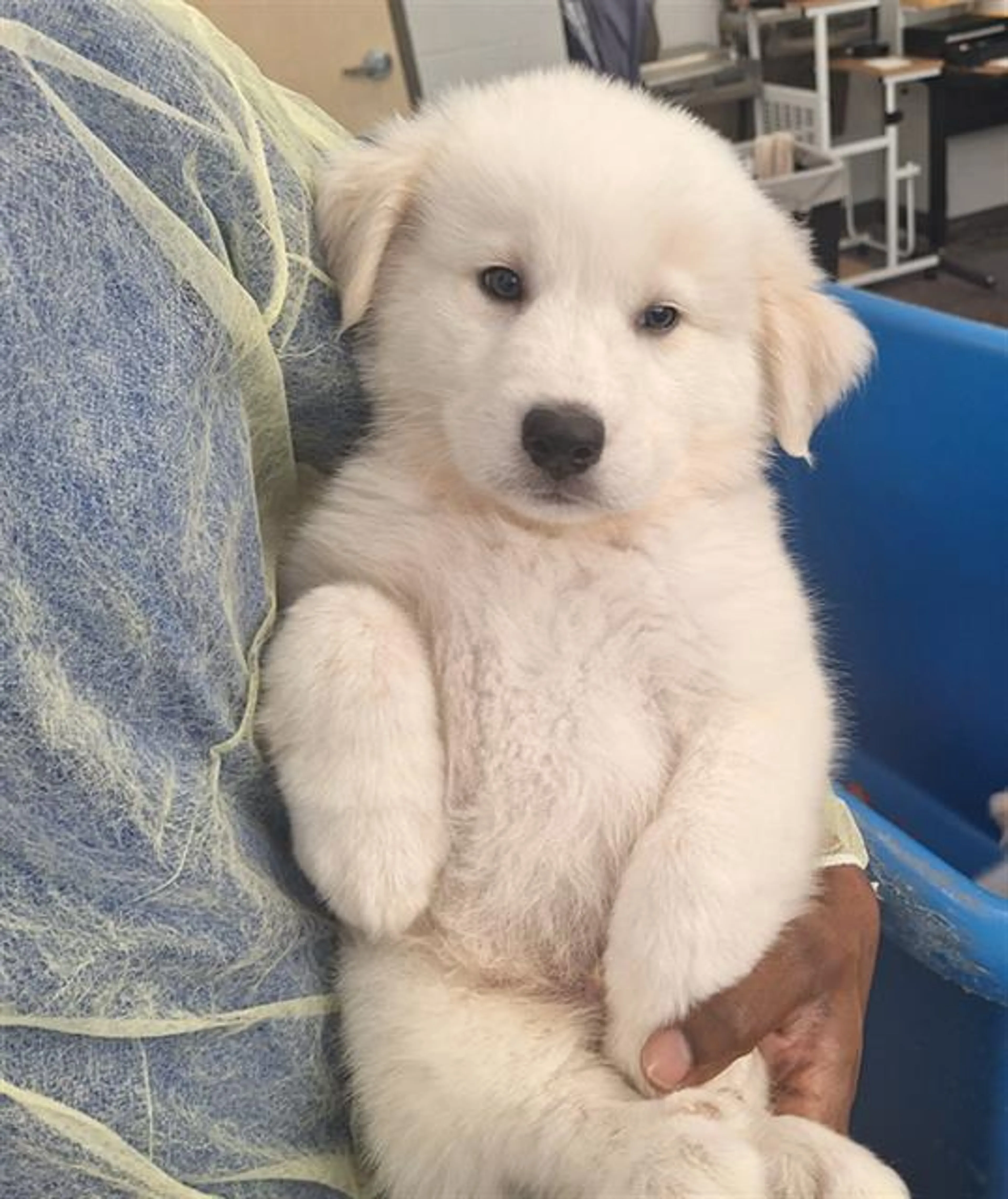 Found pet
