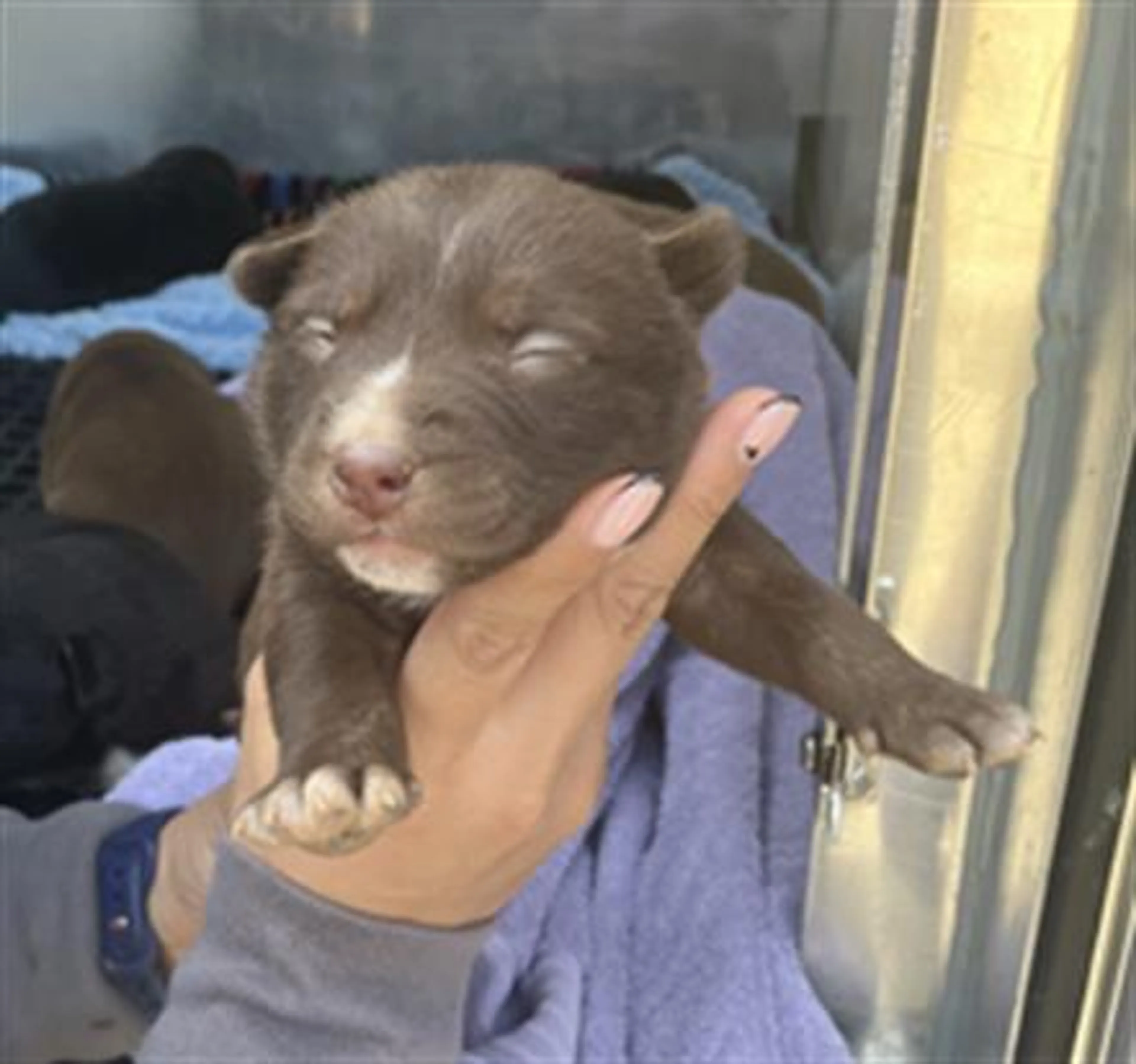 Found pet
