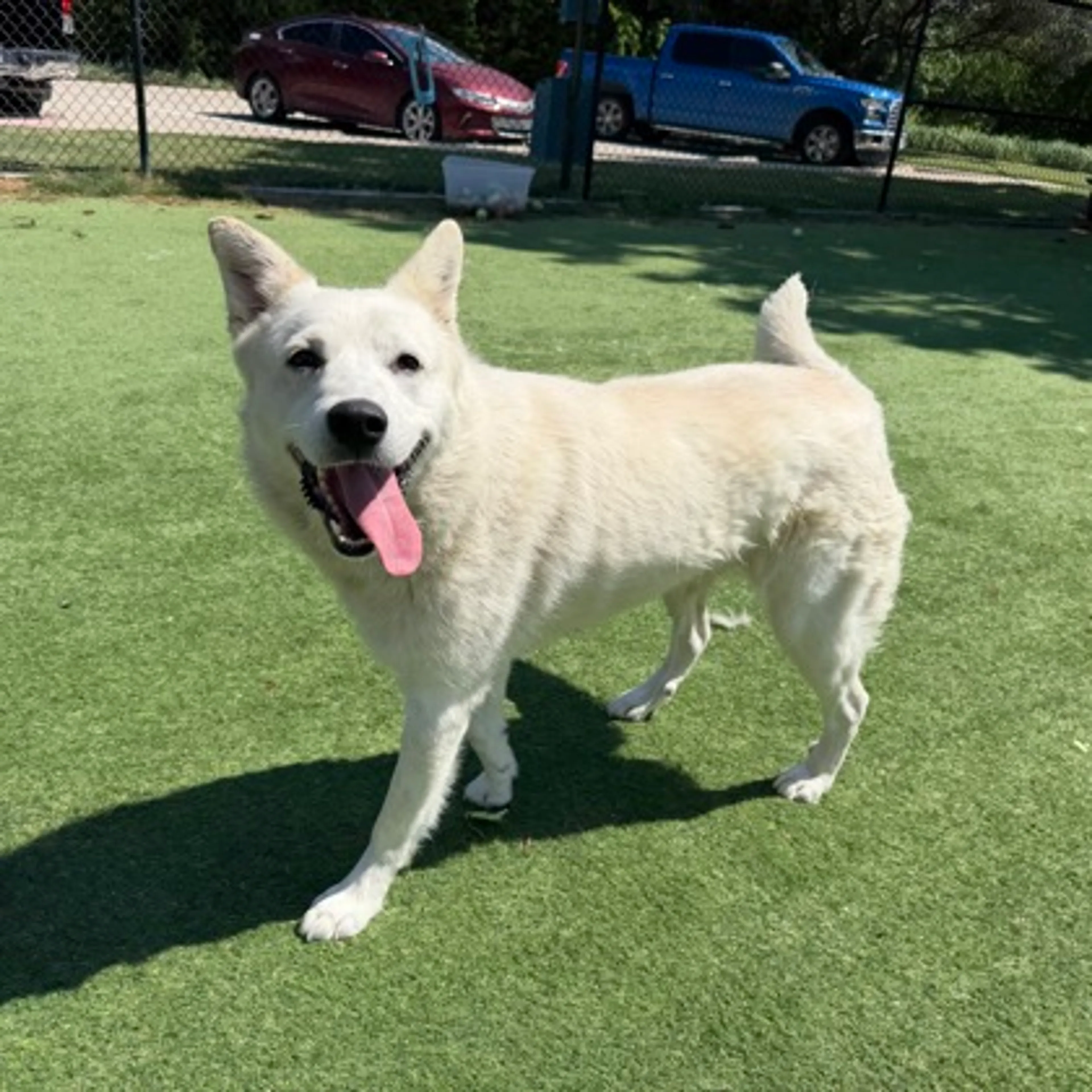 Found pet