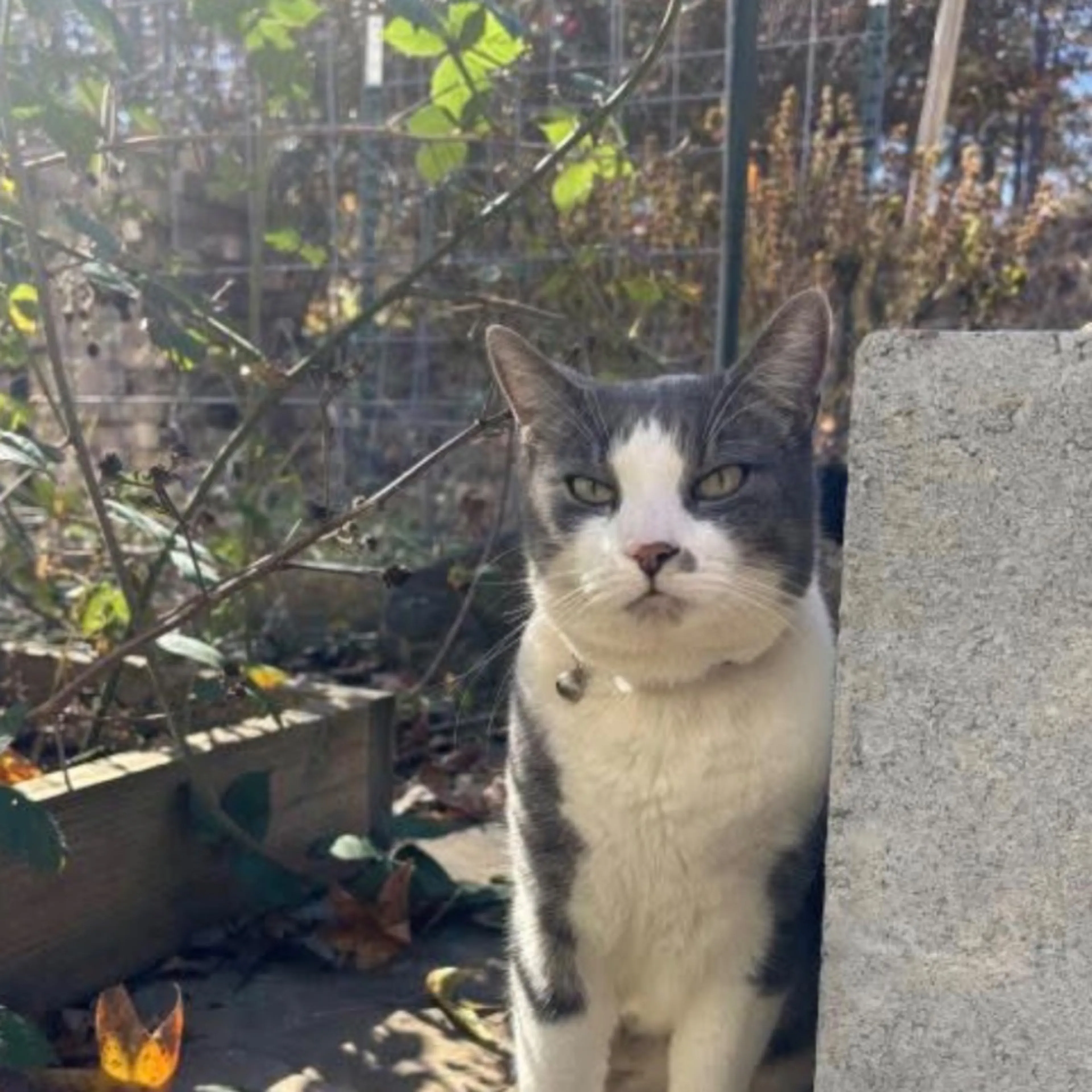 Lost pet