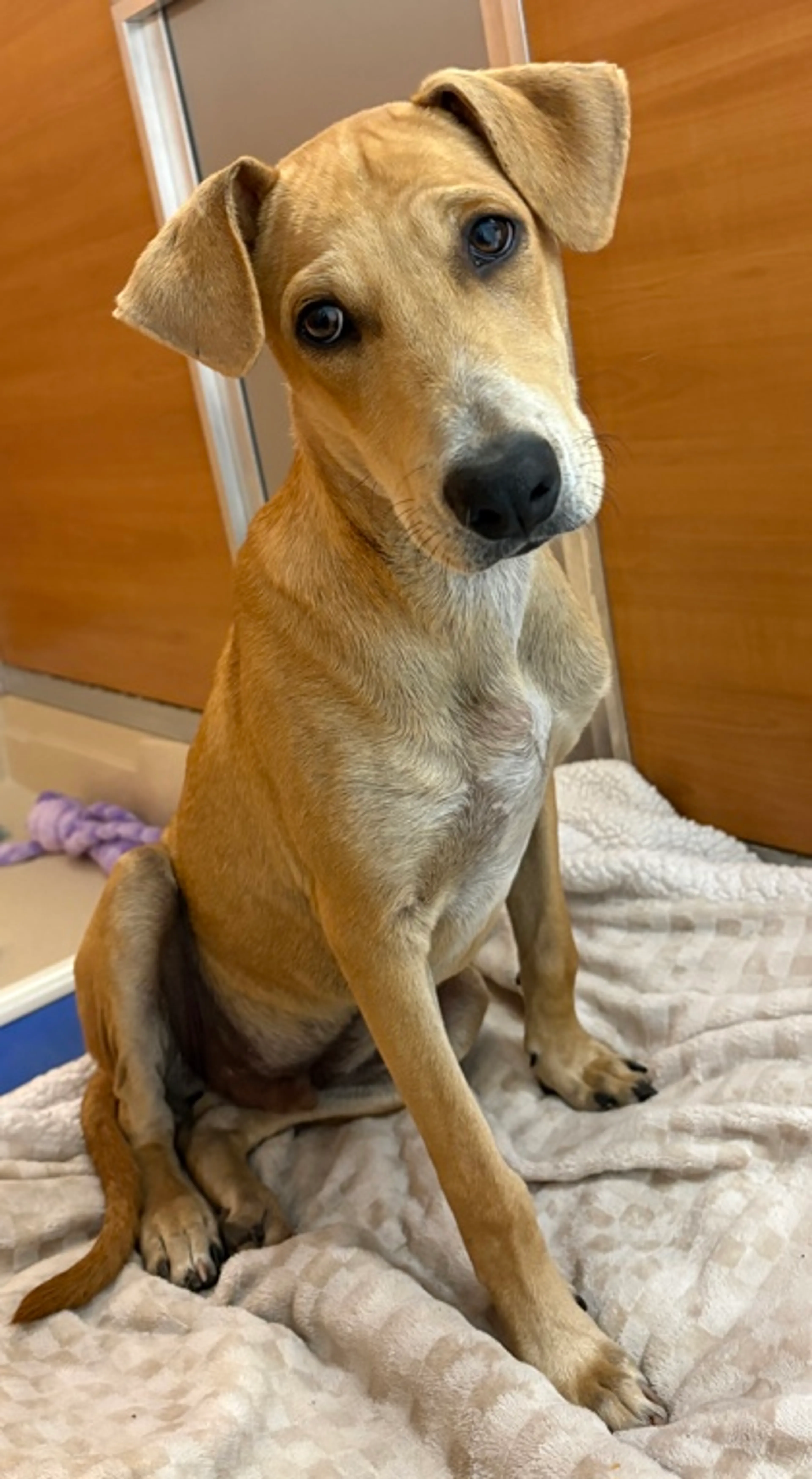 Found pet-2