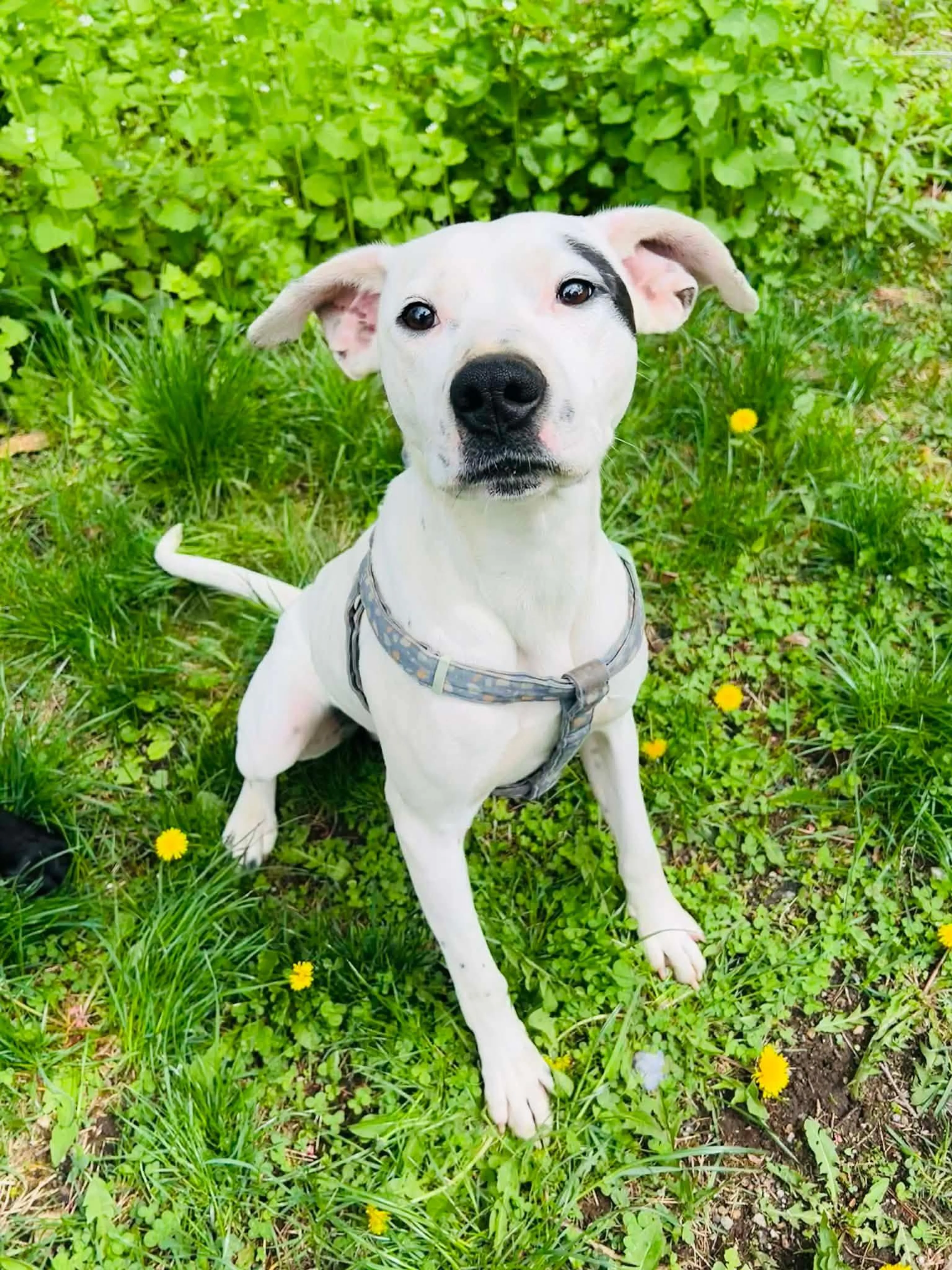 -4