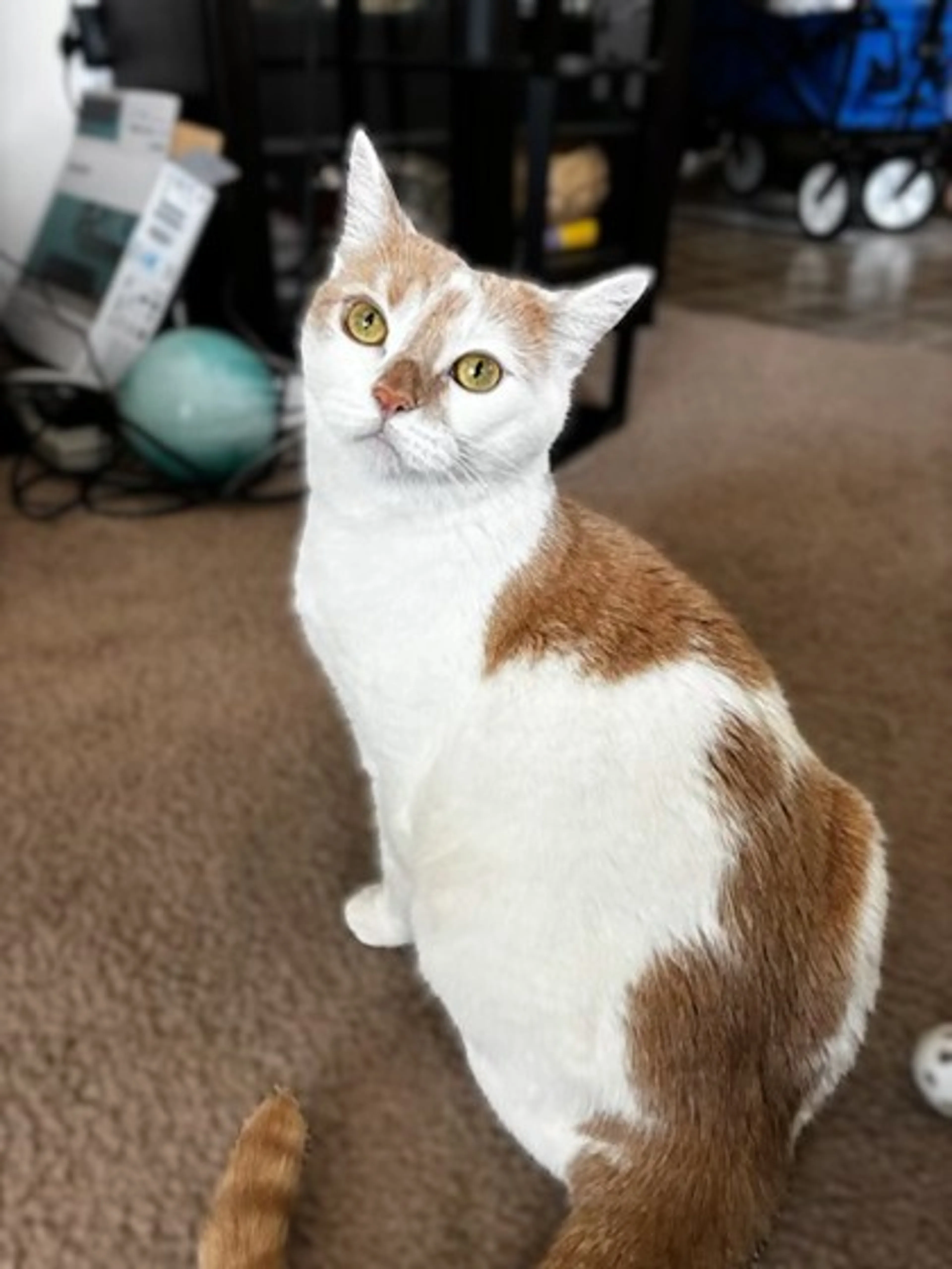 Found pet-0