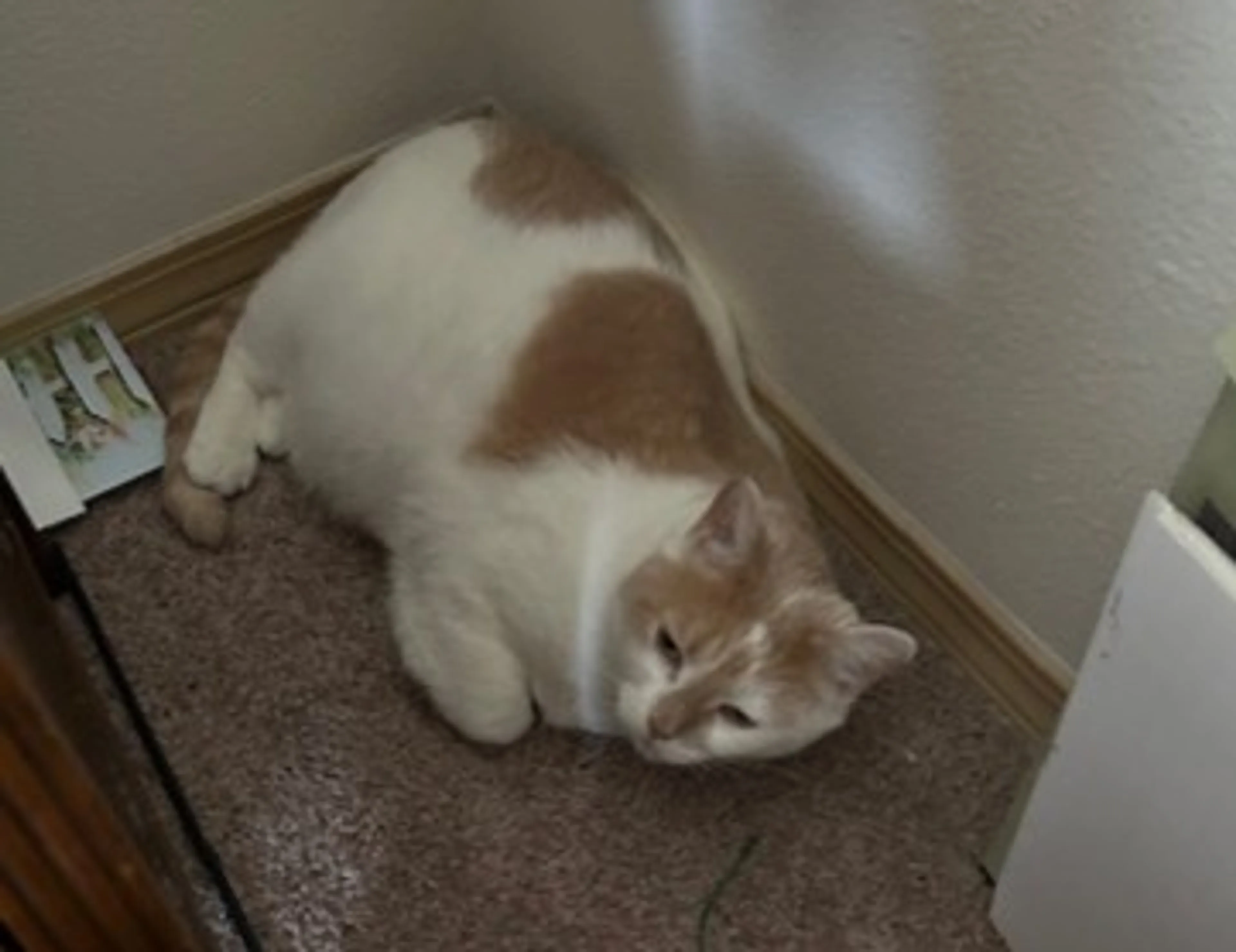 Found pet-1