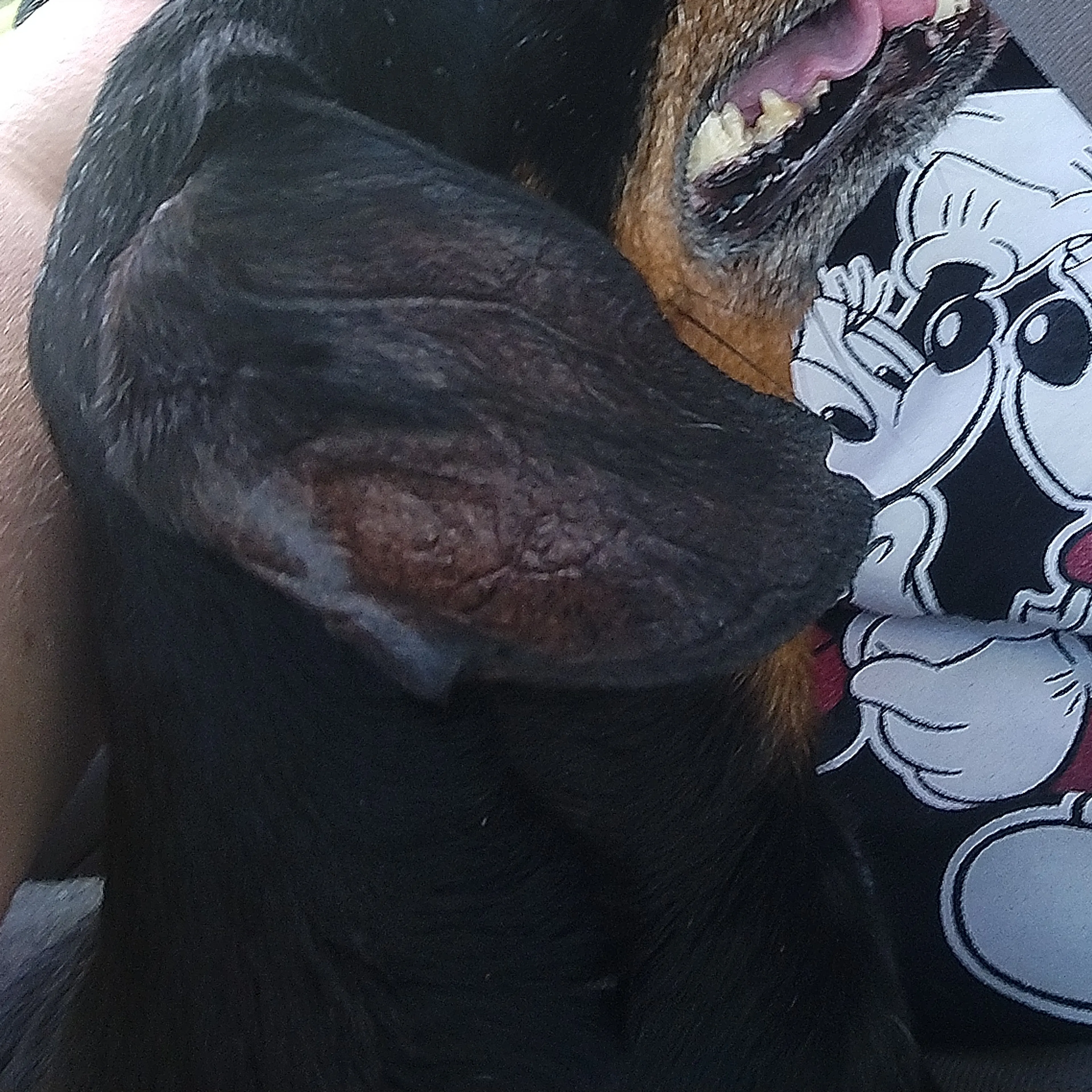 Lost pet-3