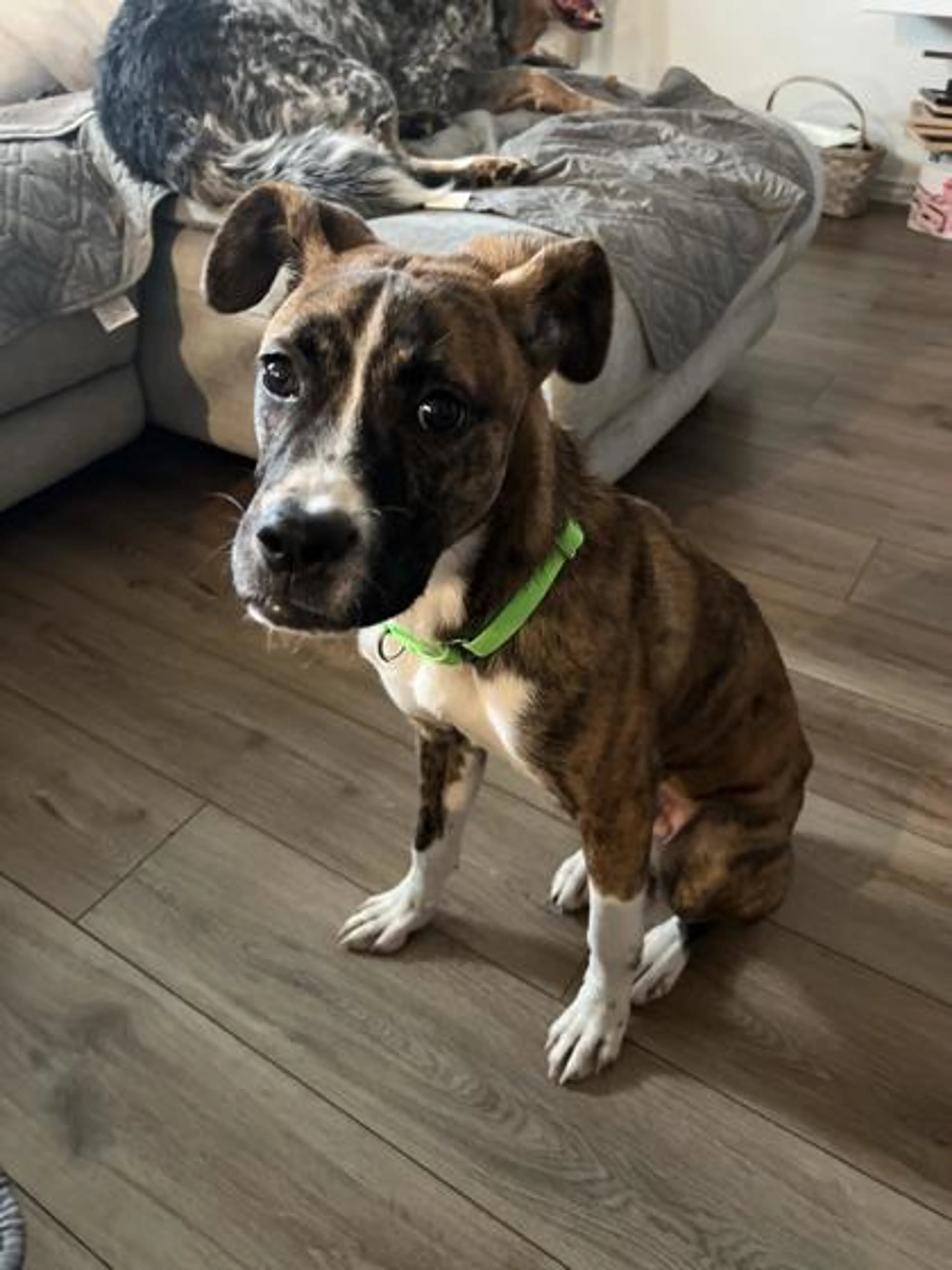 Found pet-1