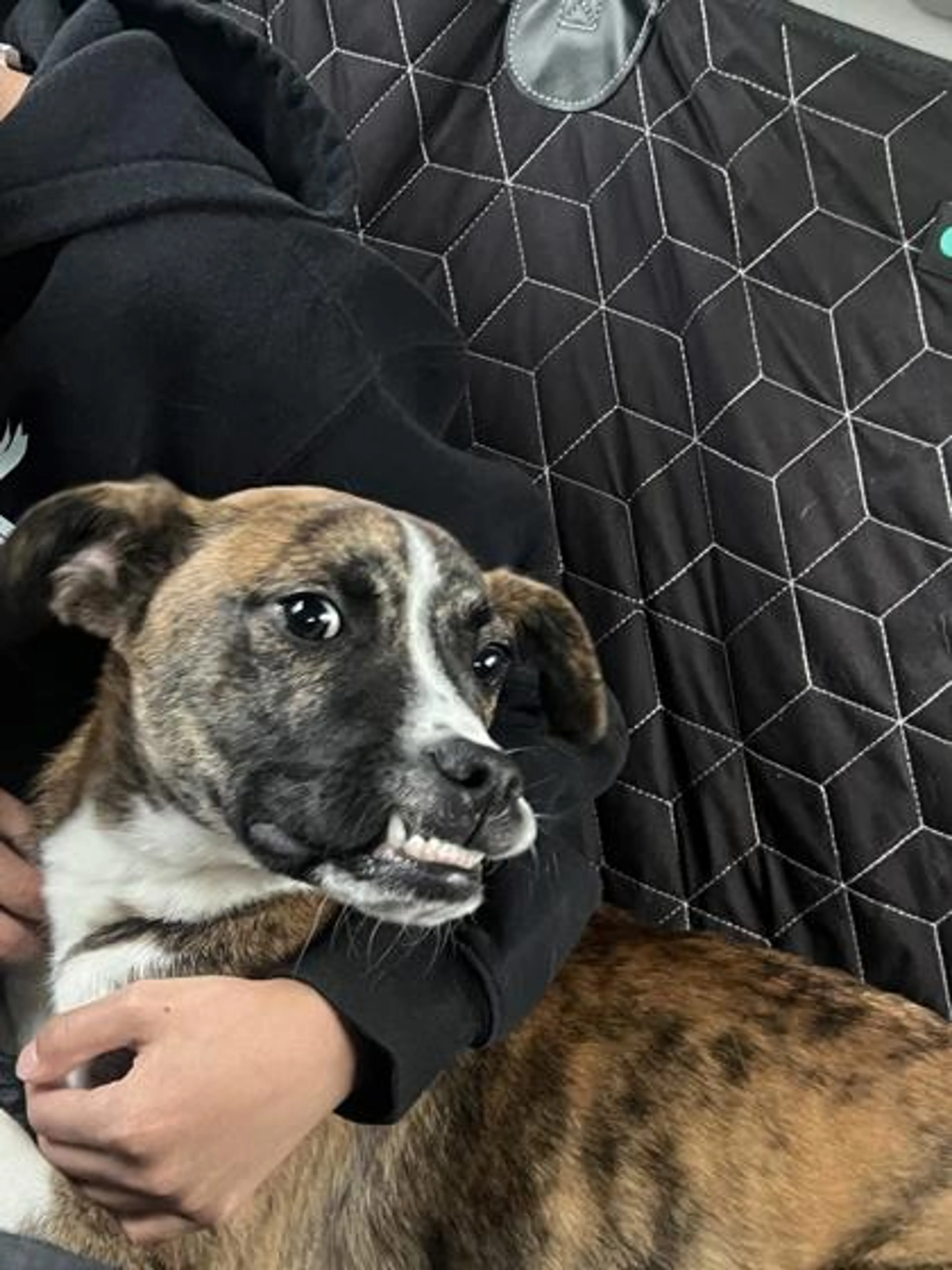 Found pet-2