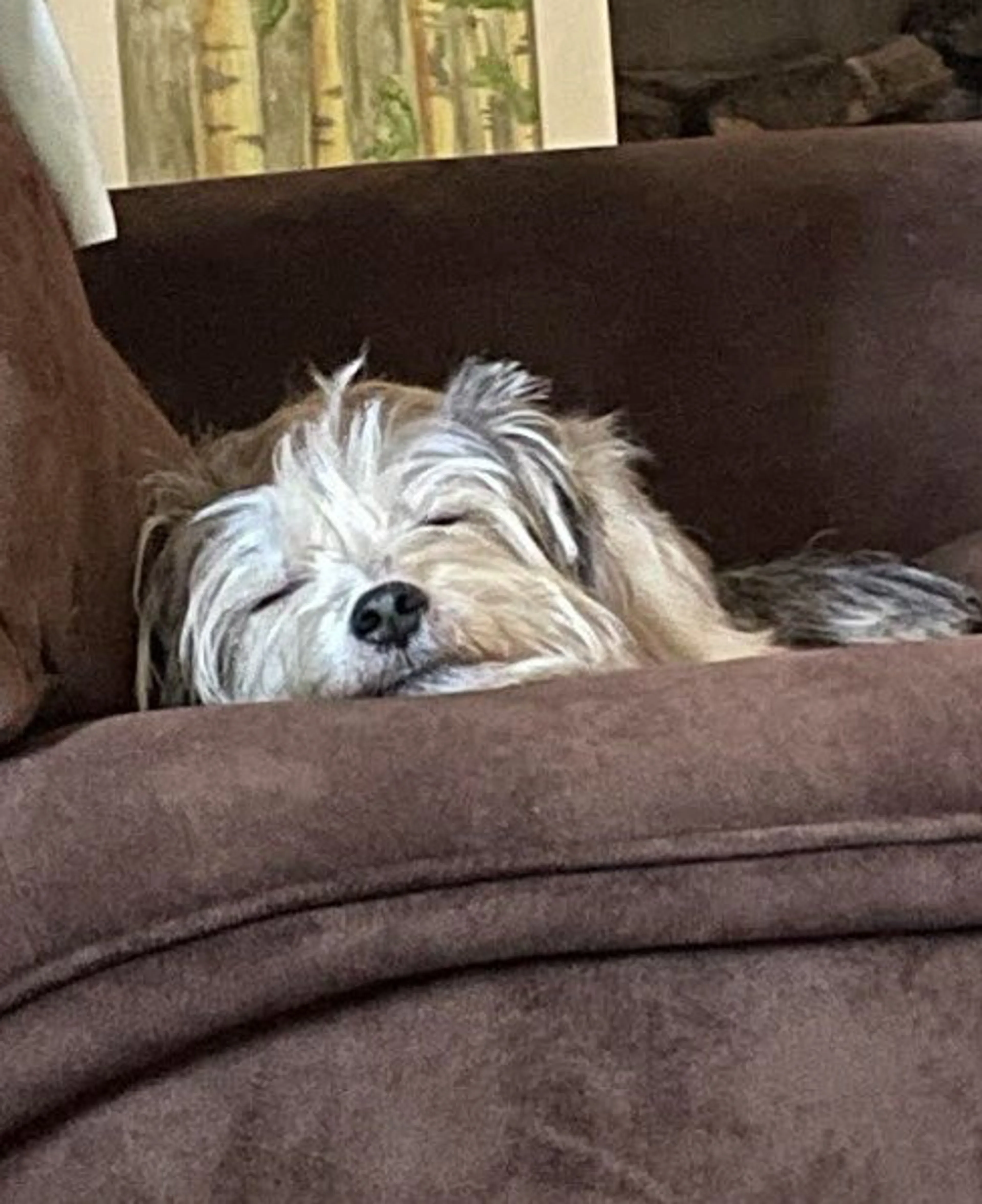 Found pet-3