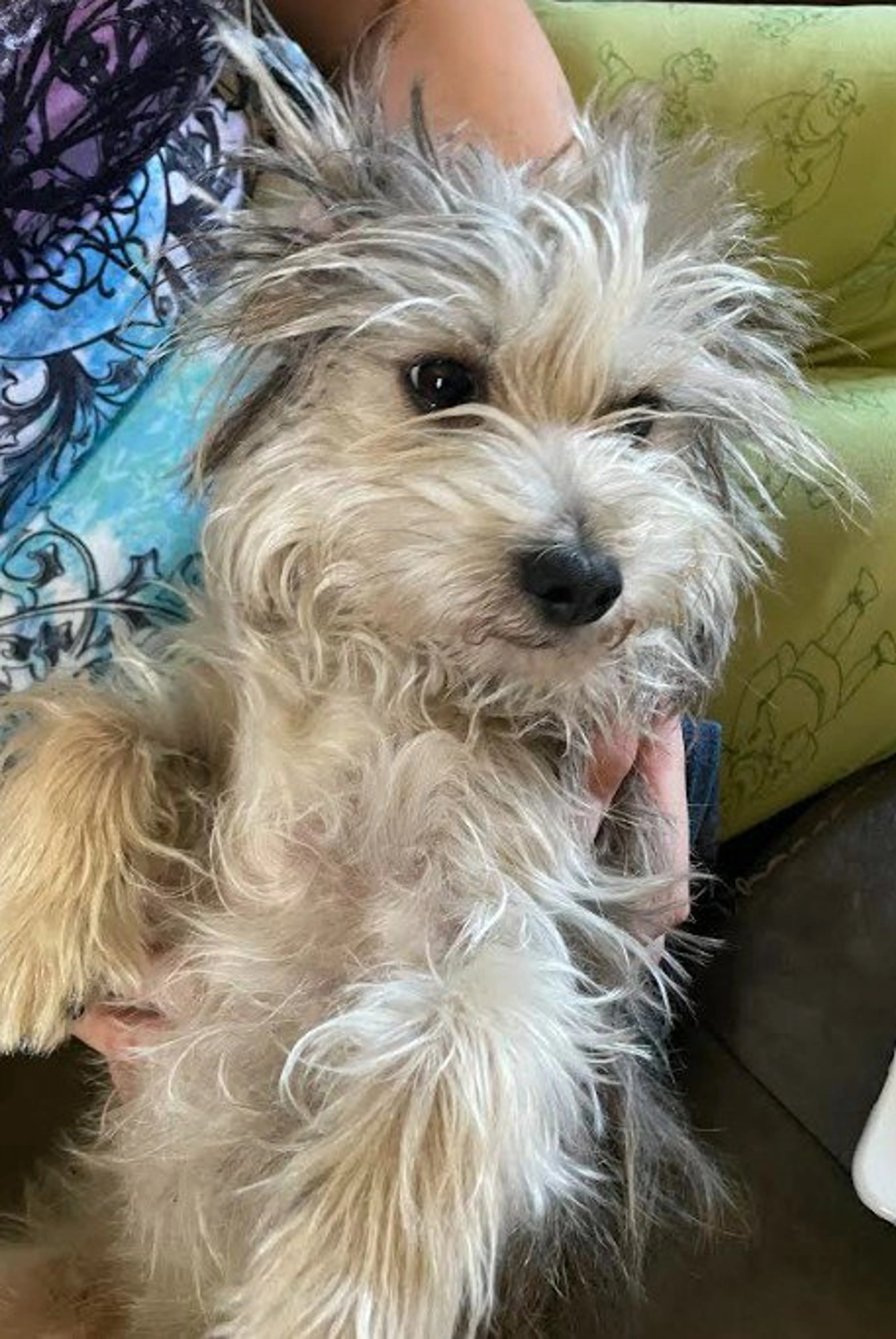 Found pet-1