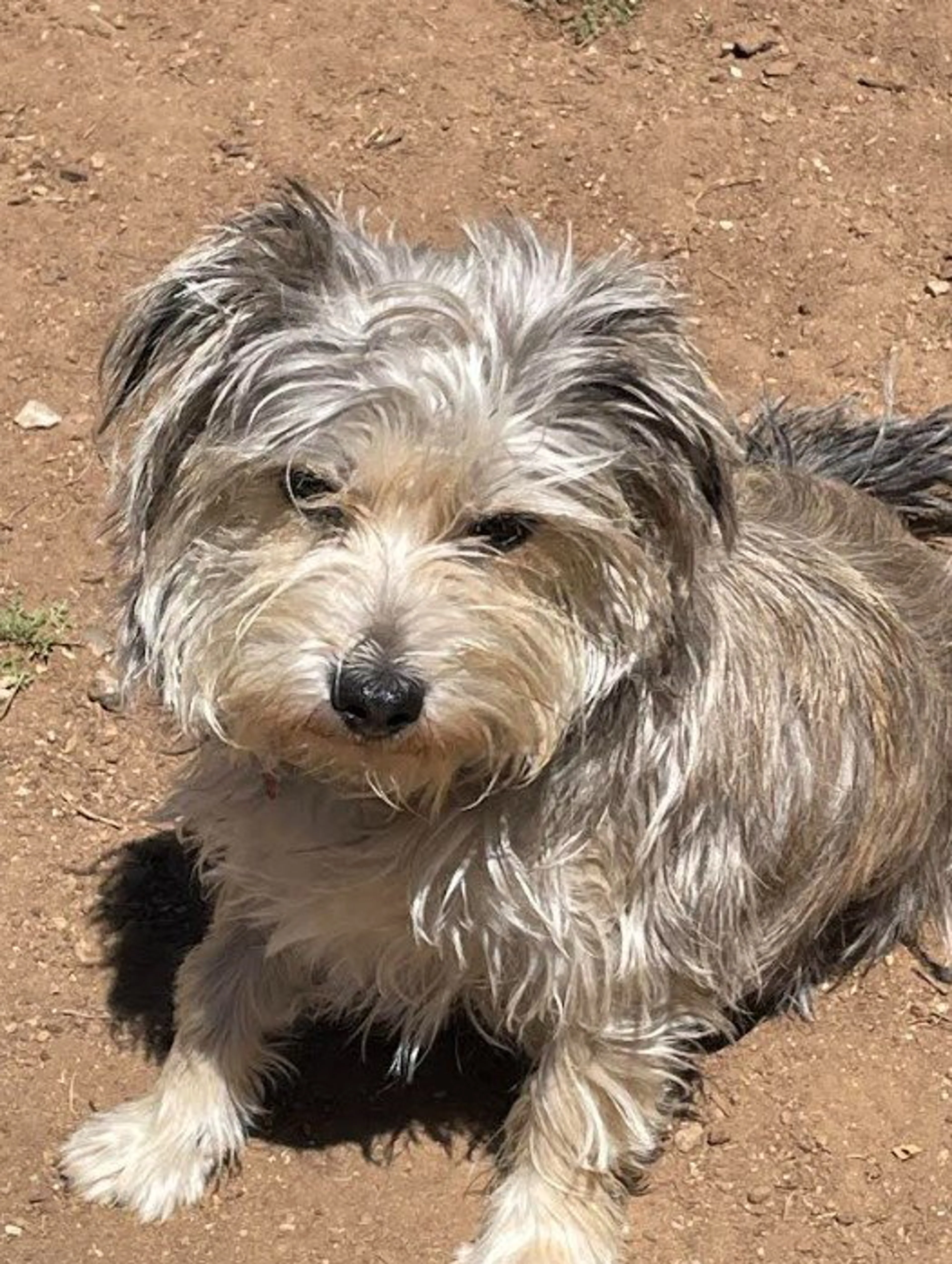 Found pet-2