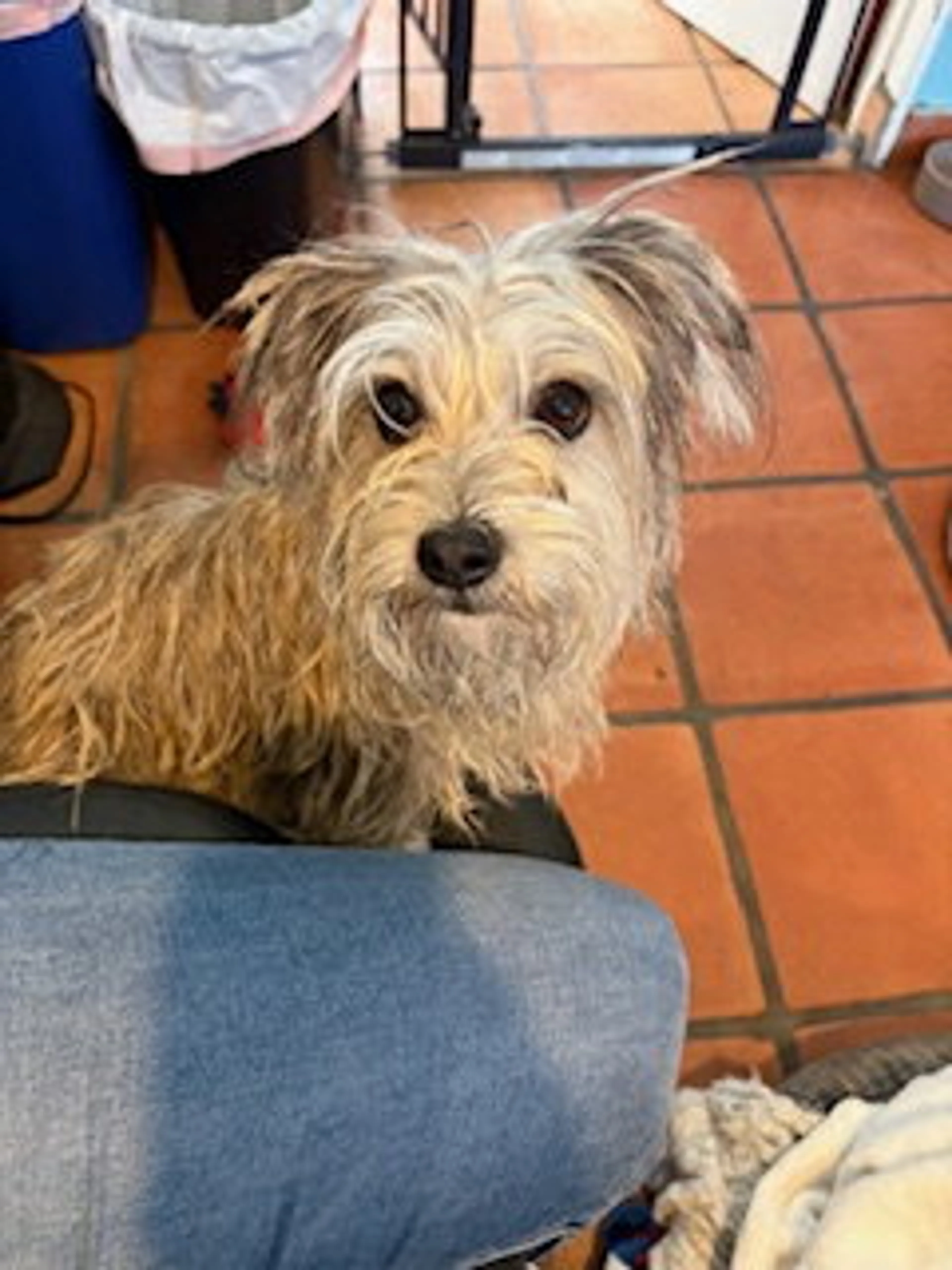 Found pet-6