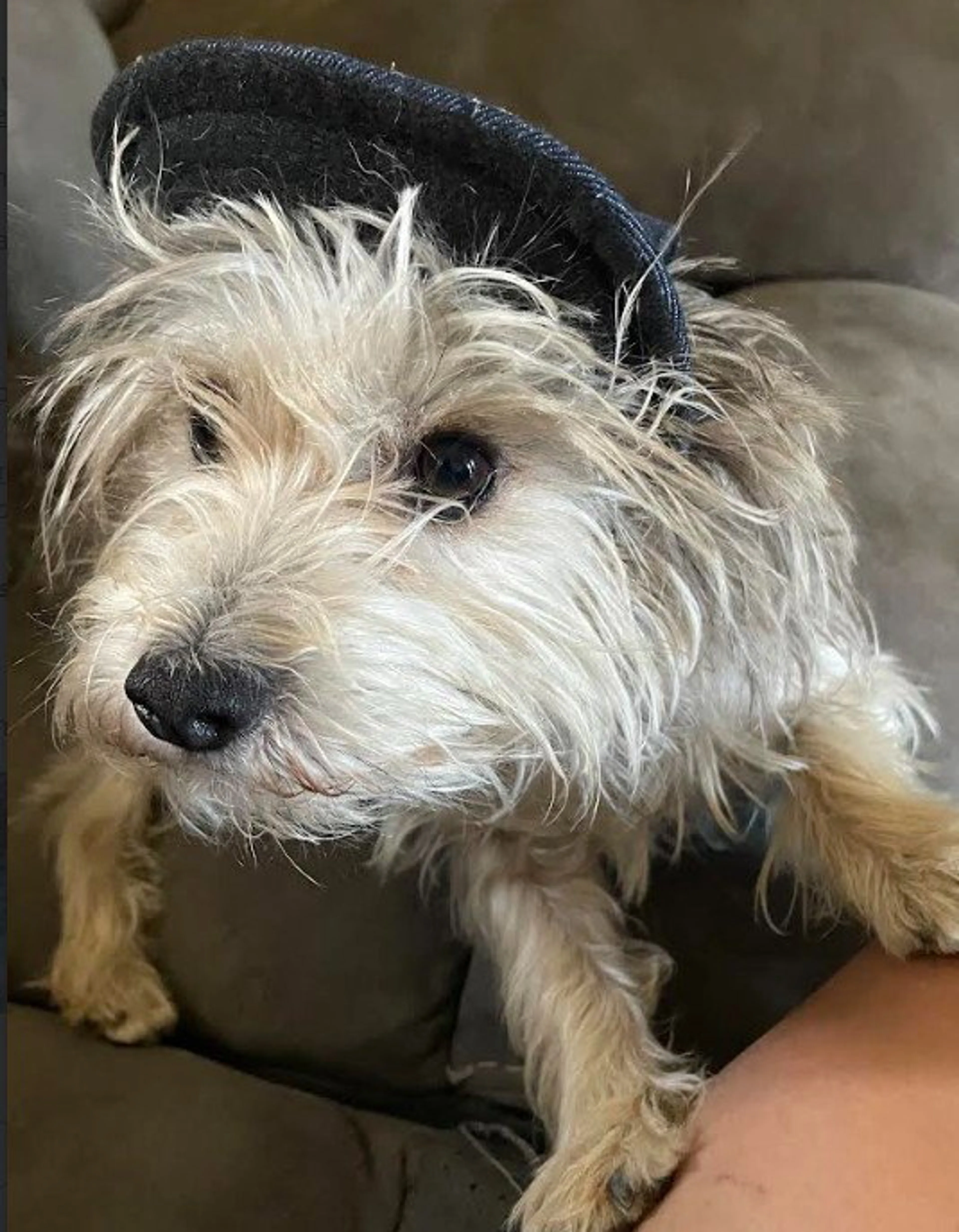 Found pet-4