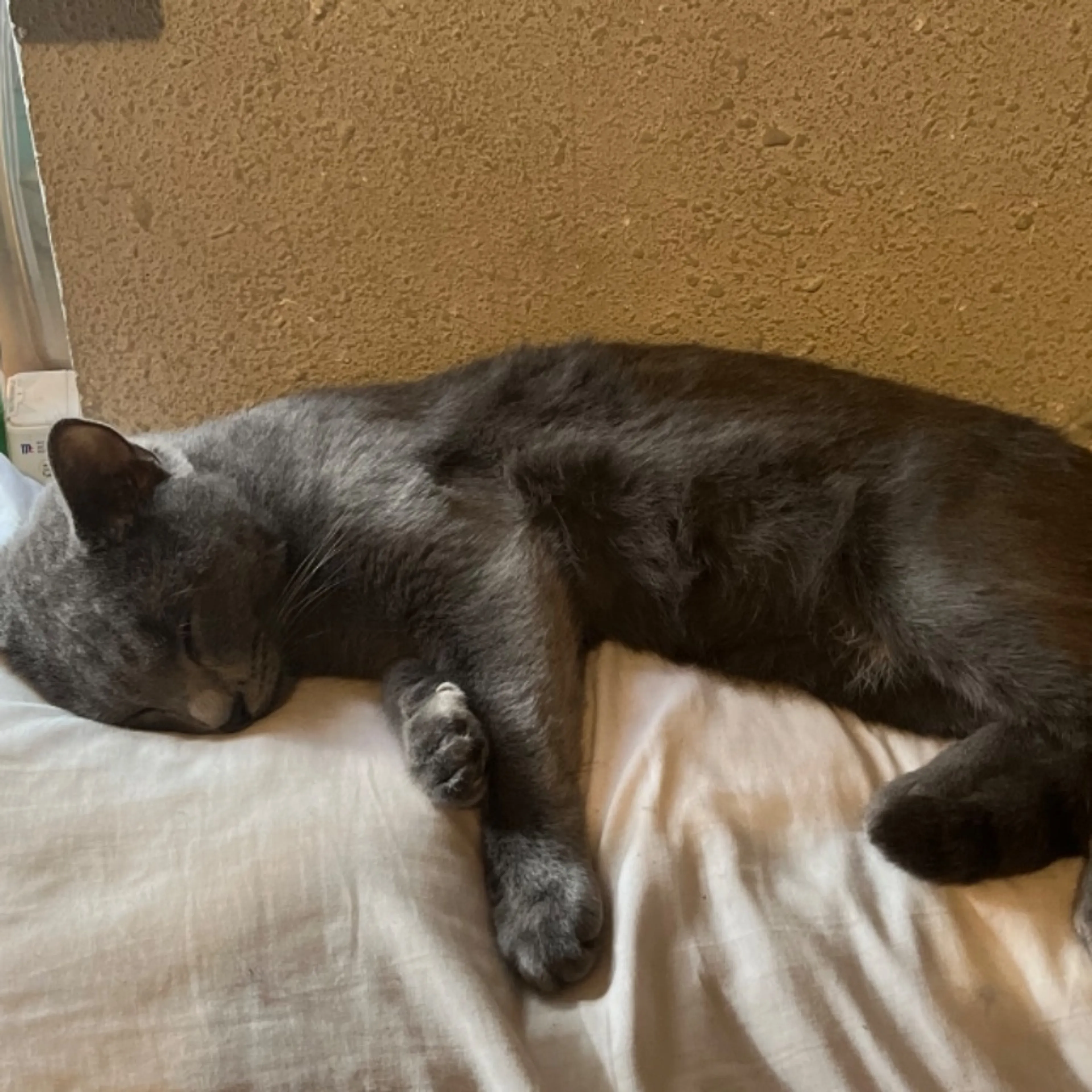 Lost pet