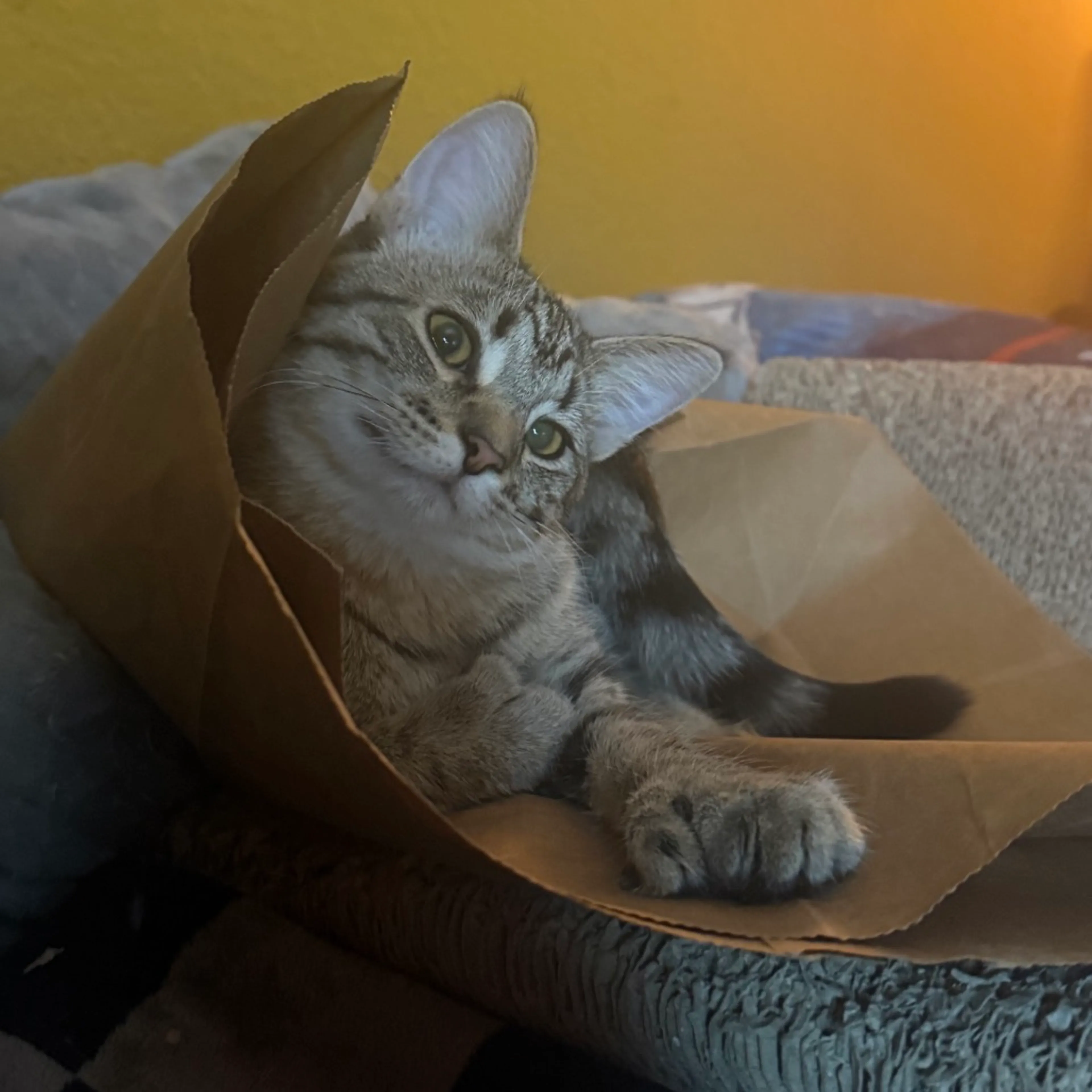 Found pet-1