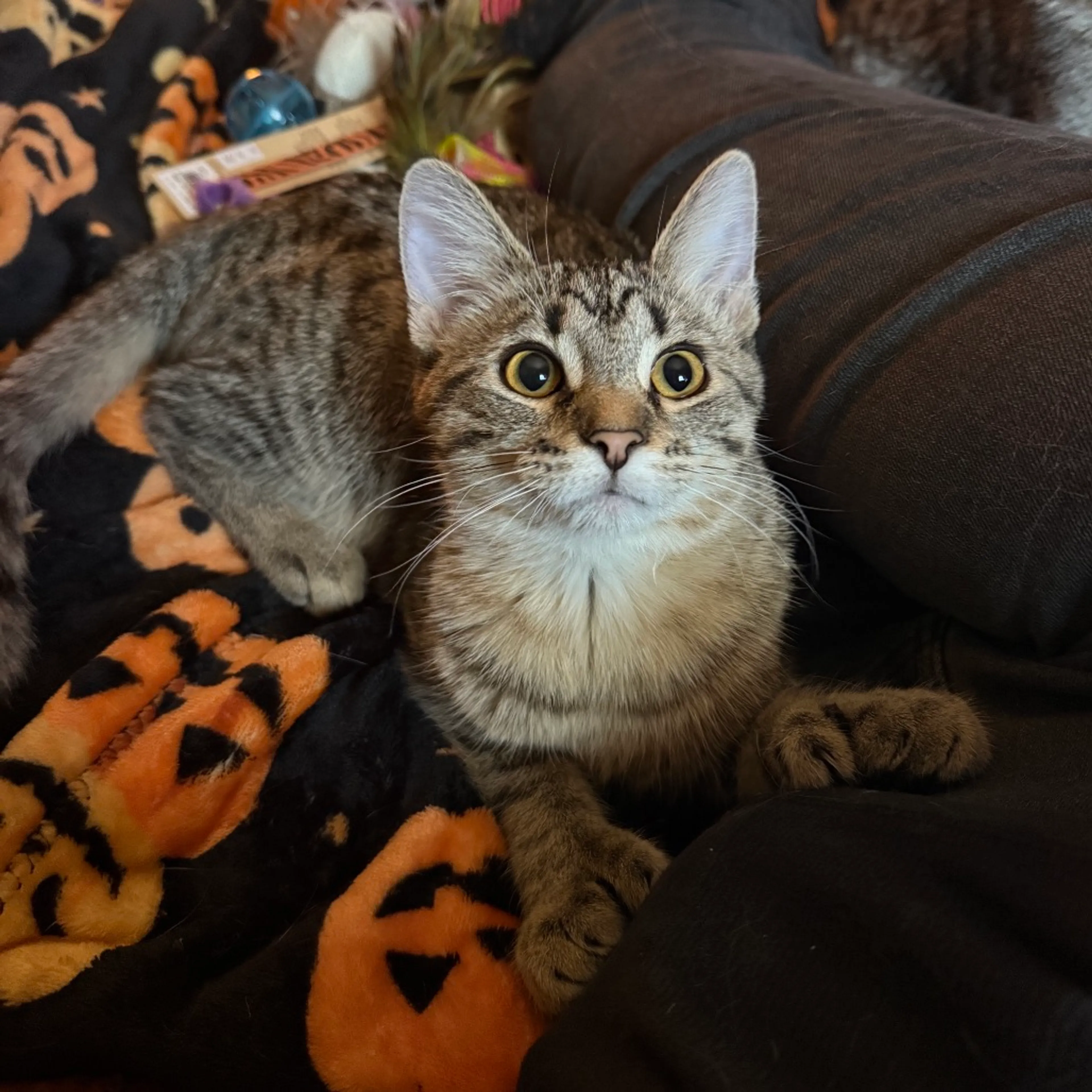 Found pet-3