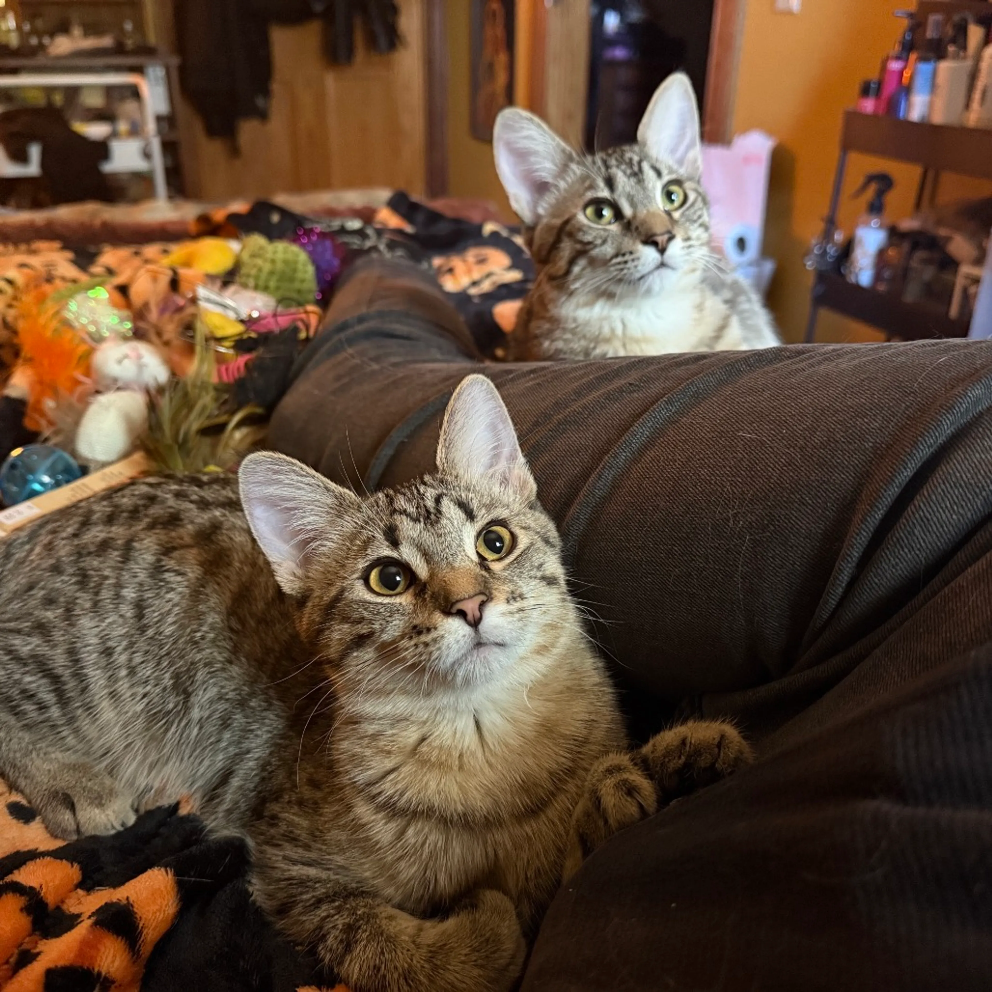 Found pet-4