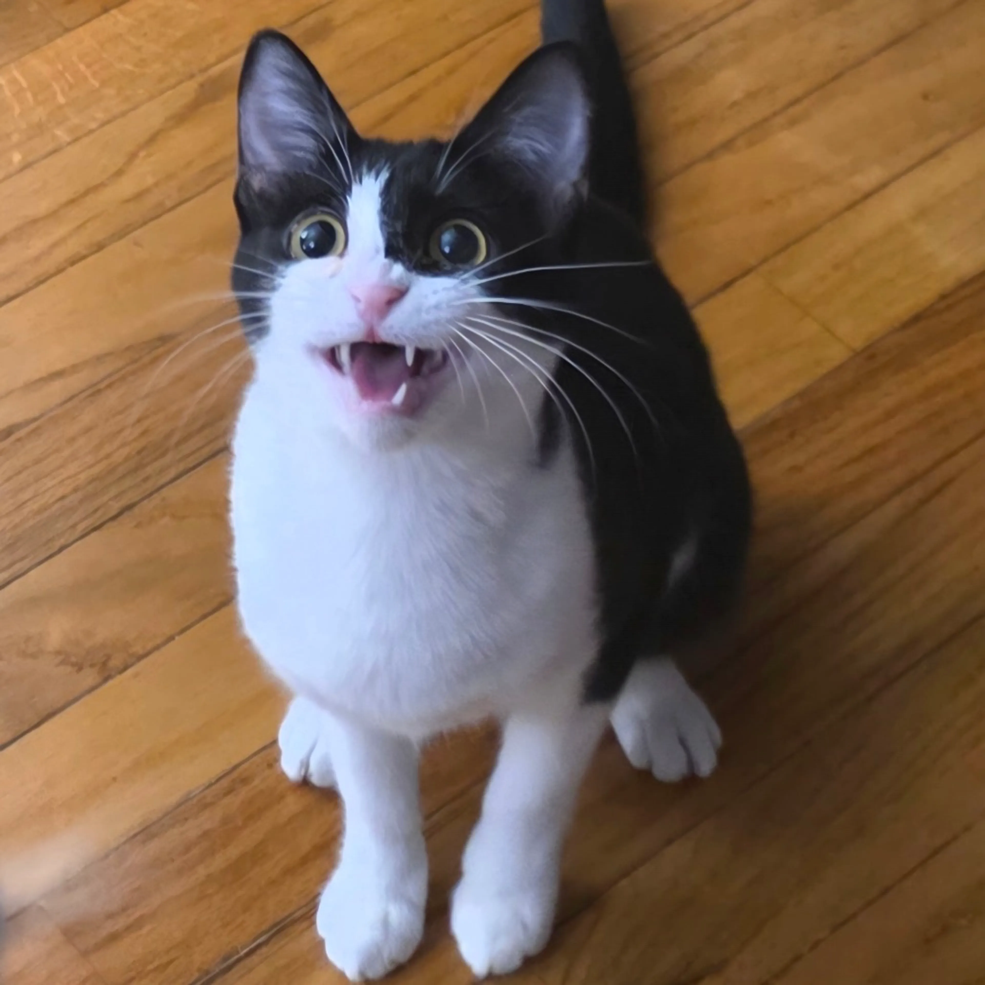 Found pet-2